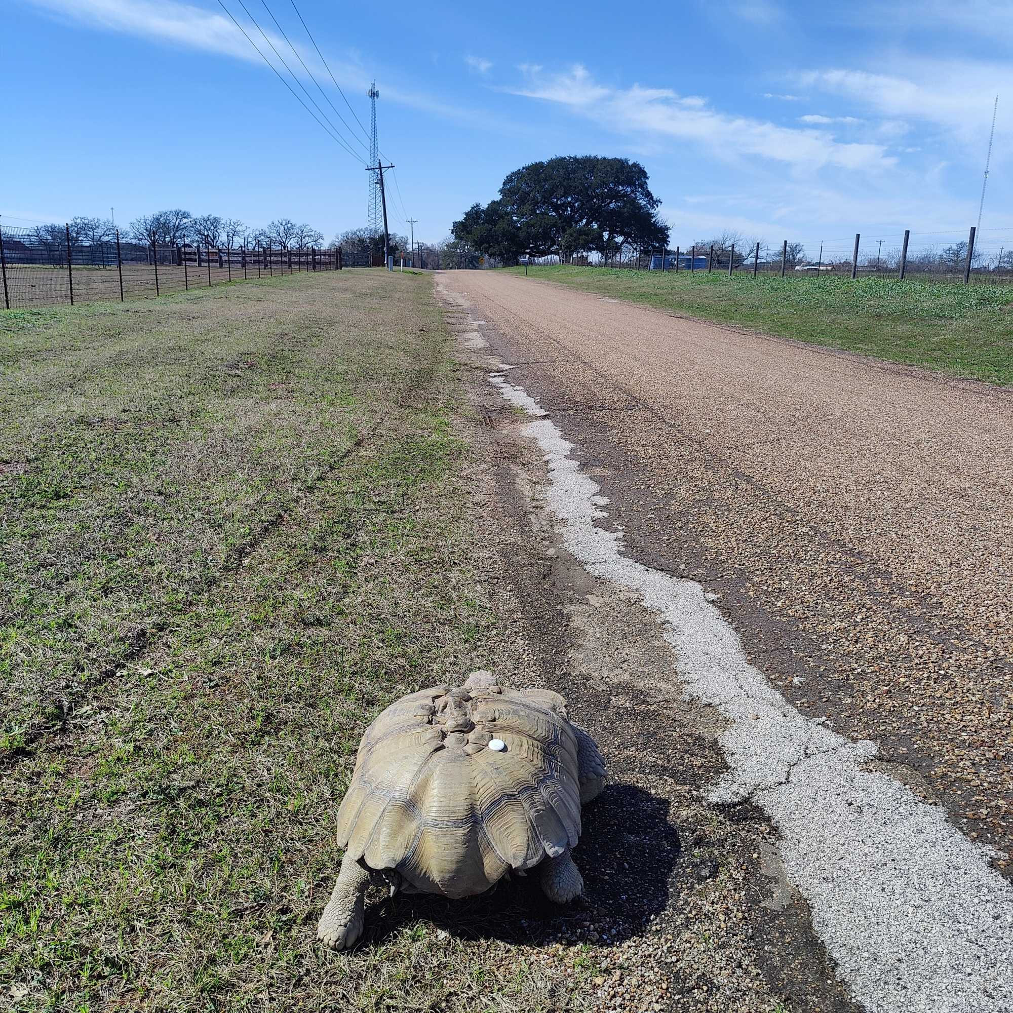 My 90 lb sulcata tortoise walking down the road in front of the farm