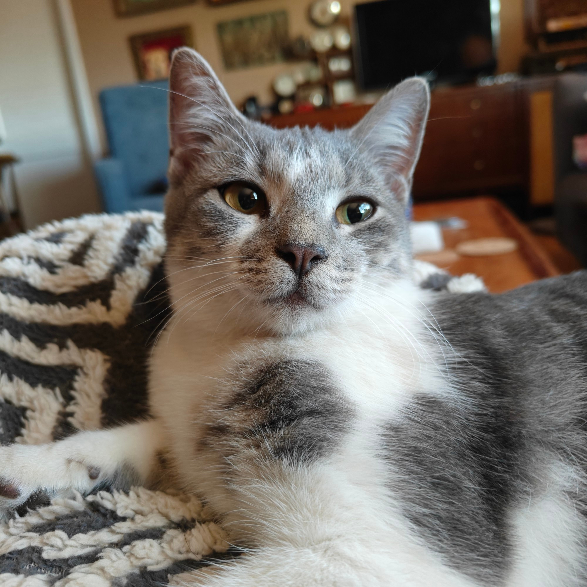 Gray and white tabby kitten, trying to look innocent