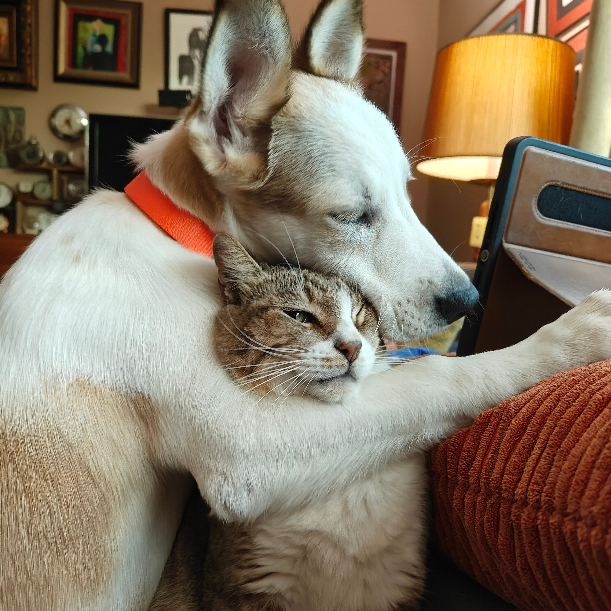 White and brown puppy hugging a tabby cat who would rather he not