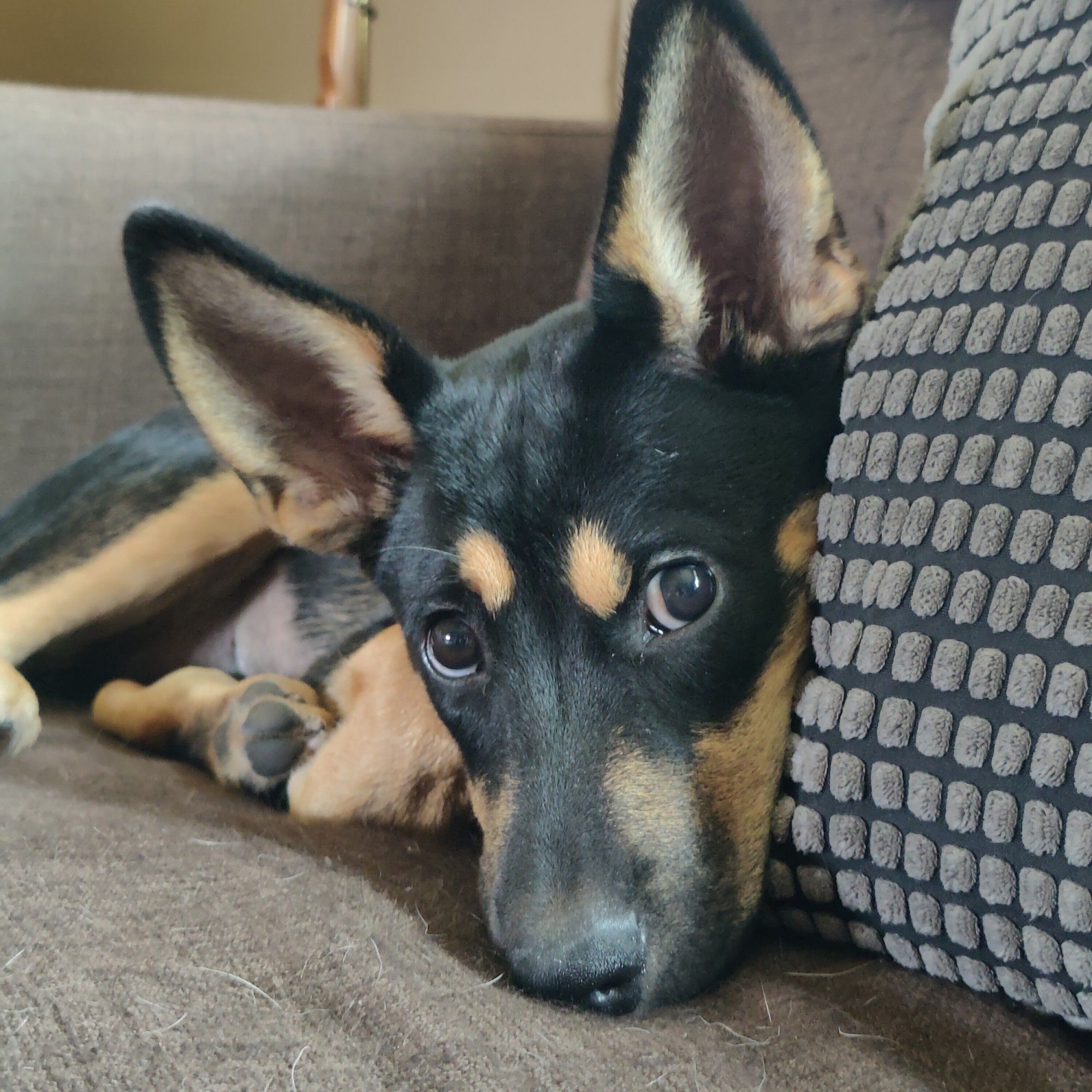 Black and tan puppy with a coy look on her face. Her snoot is resting on the sofa and her giant bat ears are standing straight up.