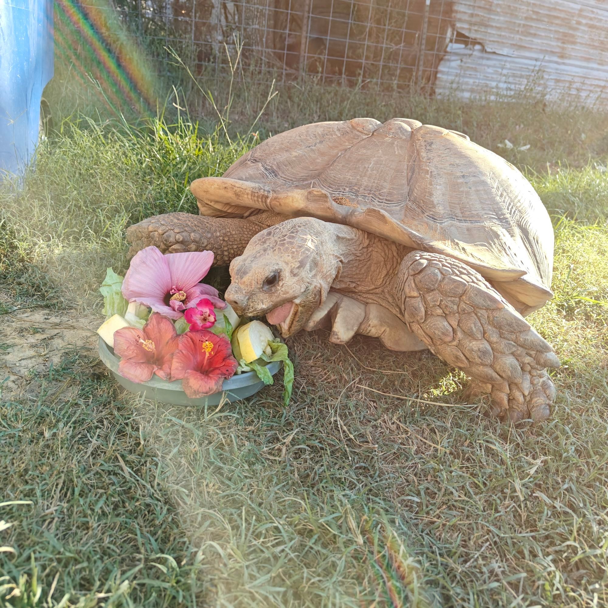 Tortoise digging into his salad