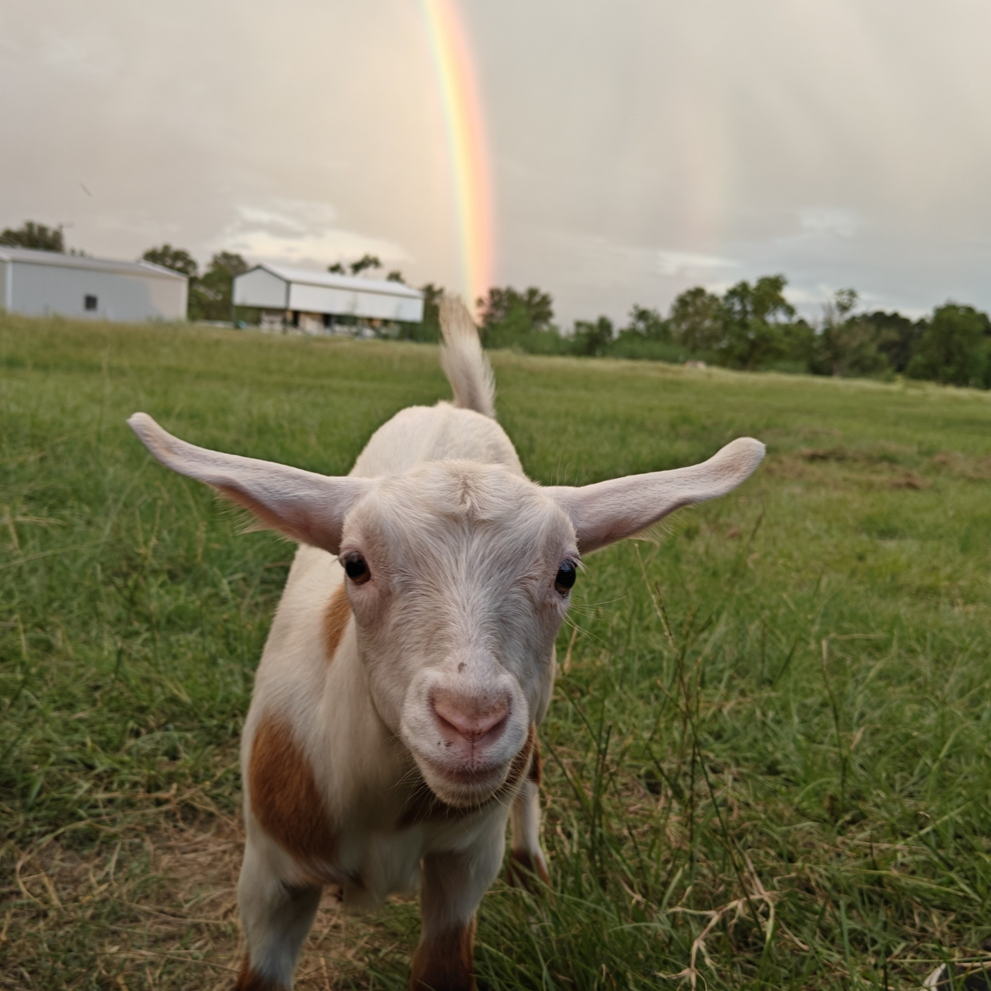 Little white ghost with a rainbow shooting out of his behind