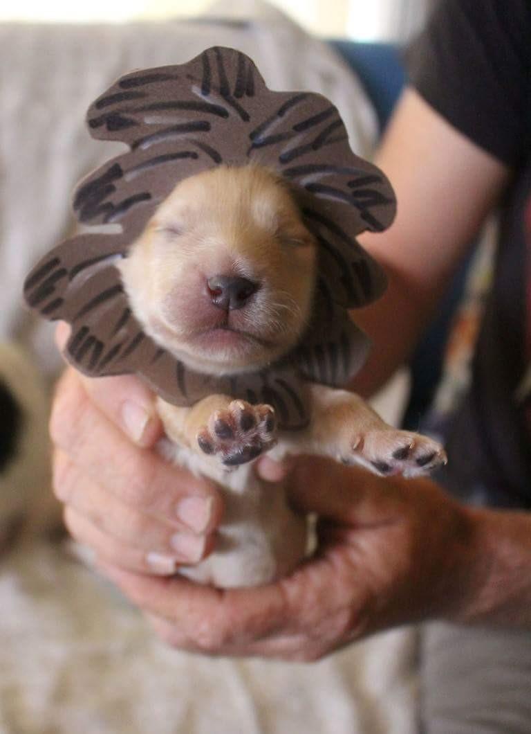 Tiny puppy, I still love, wearing a foam lion mane and sitting in a person's hand