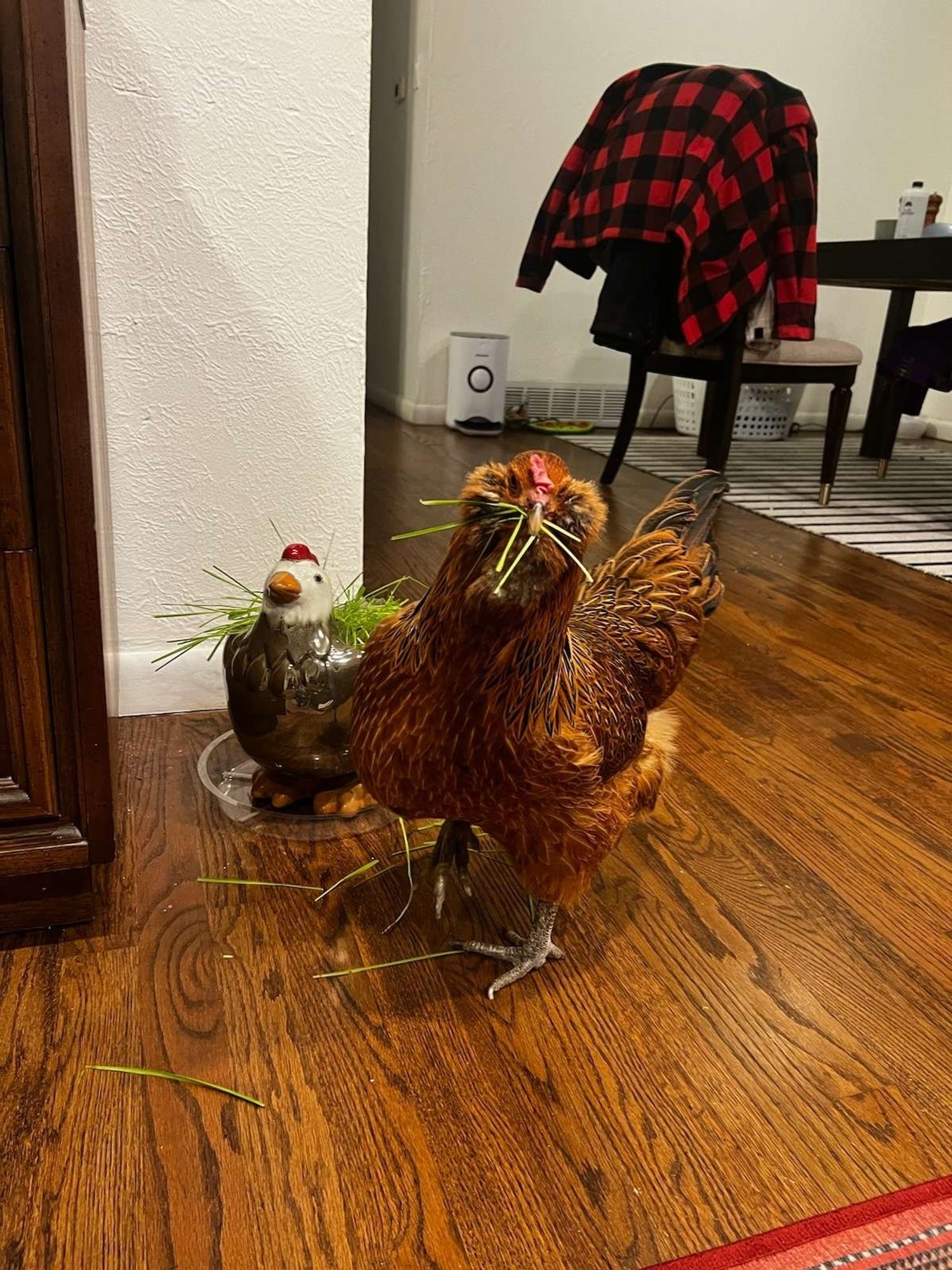 A very cute picture of one of my chickens who is inside my living room. She has a mouthful of grass that she has taken from a pot shaped like a chicken that is grown for her specifically. Her name is Bobbie :)