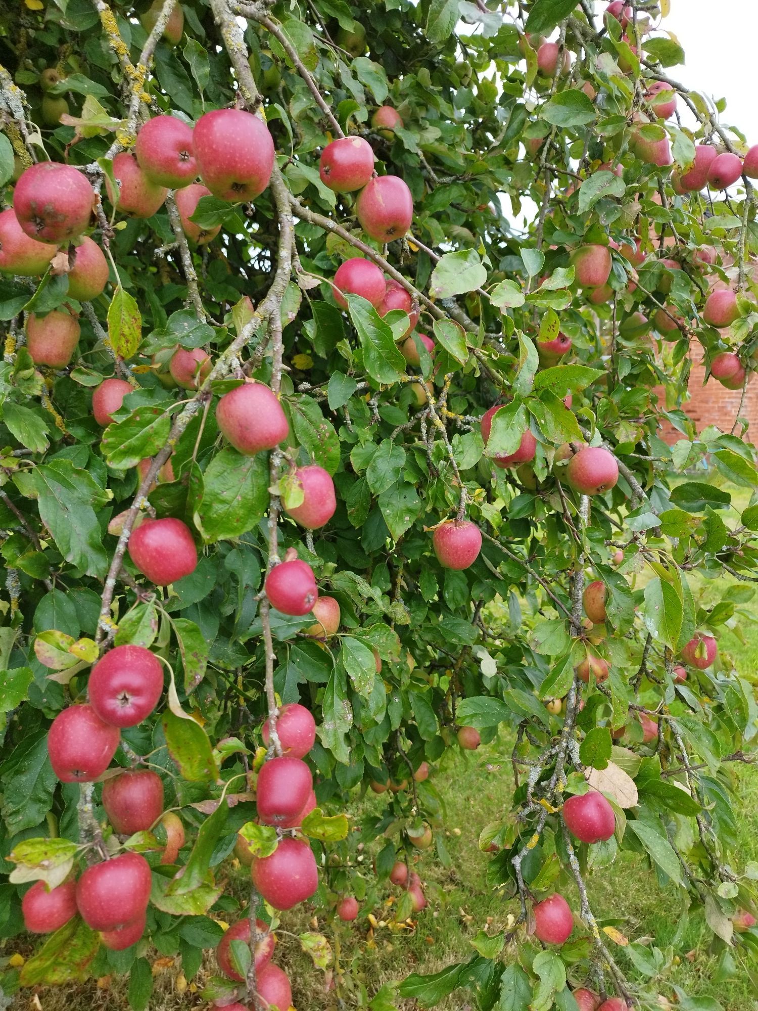 Apples! on an apple tree!