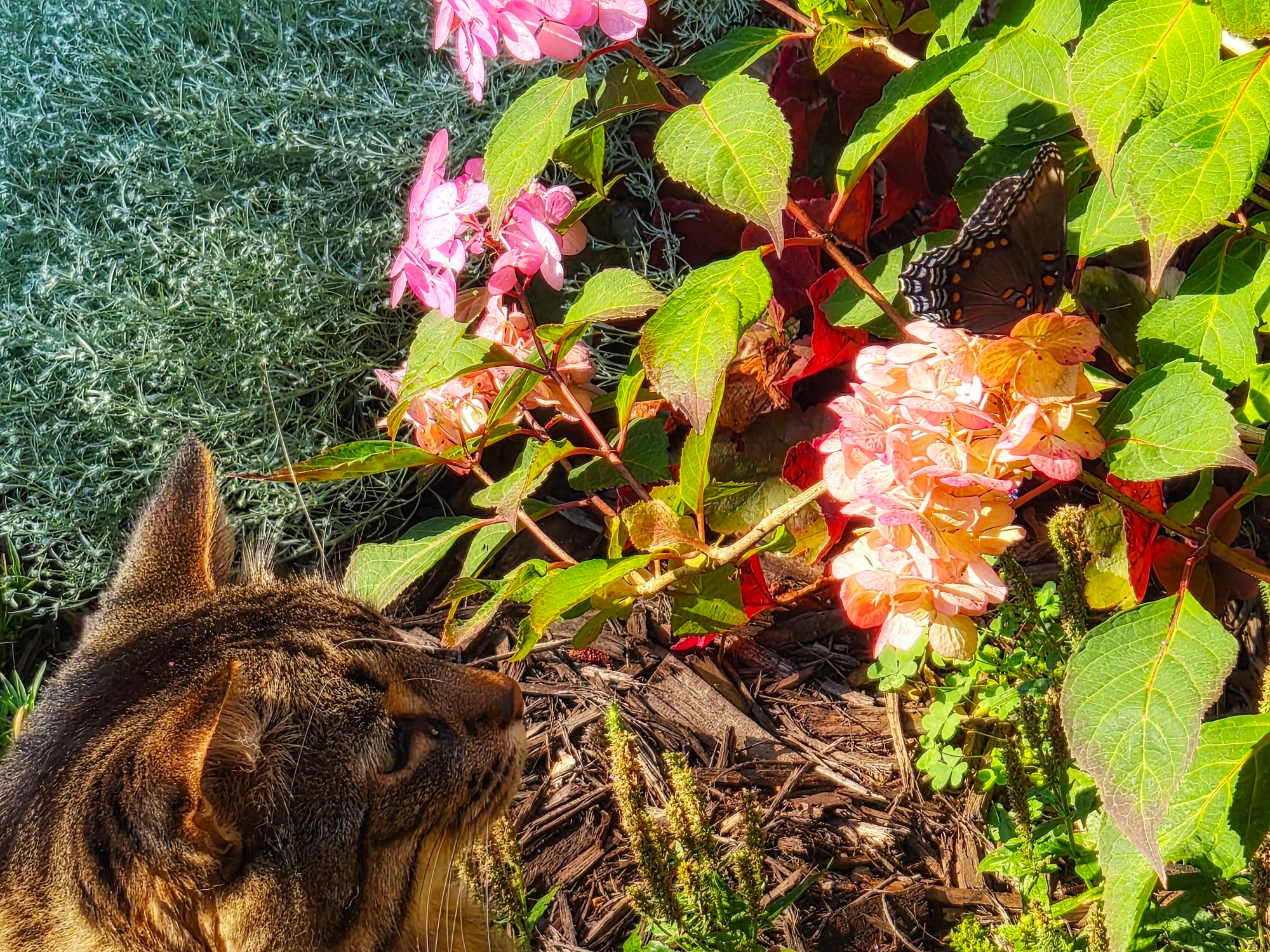 The head of a Maine Coon cat intently observing a red spotted purple butterfly sitting atop a pink hydrangea bloom on a hydrangea bush.