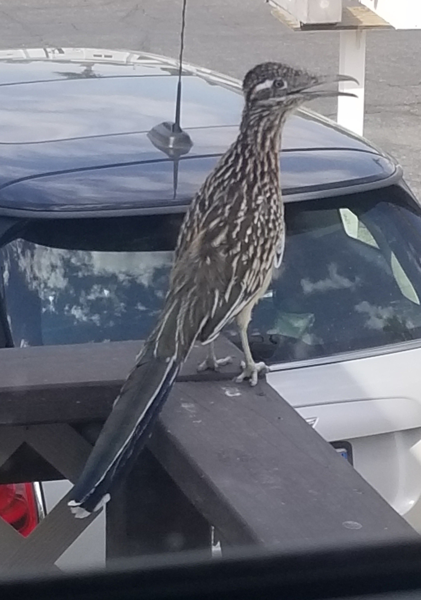 Roadrunner sitting on our deck railing