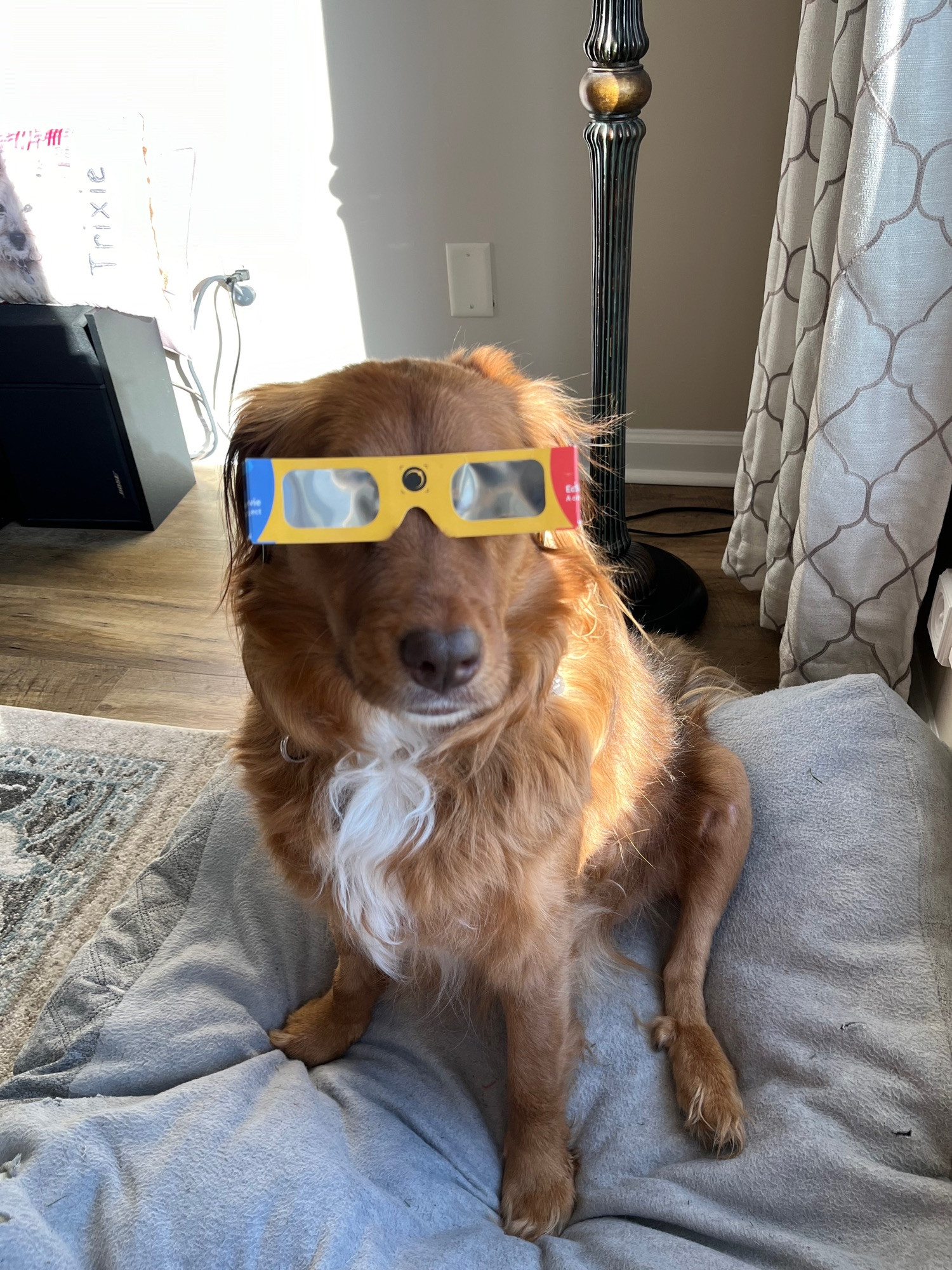 A dog wearing eclipse glasses