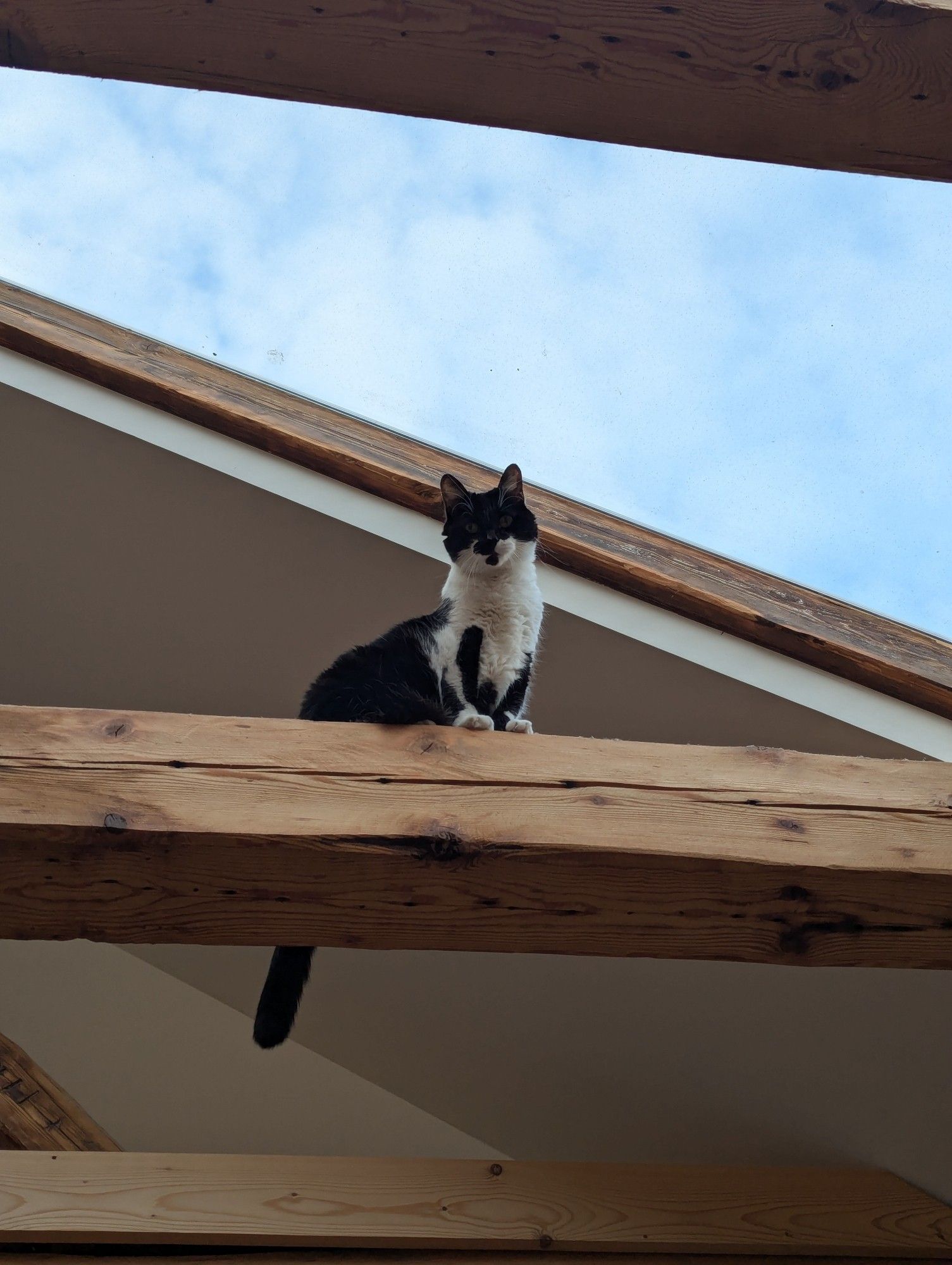 Keough the tuxedo cat perched on the beam above my dining room soaking up the little sunlight we're getting today.