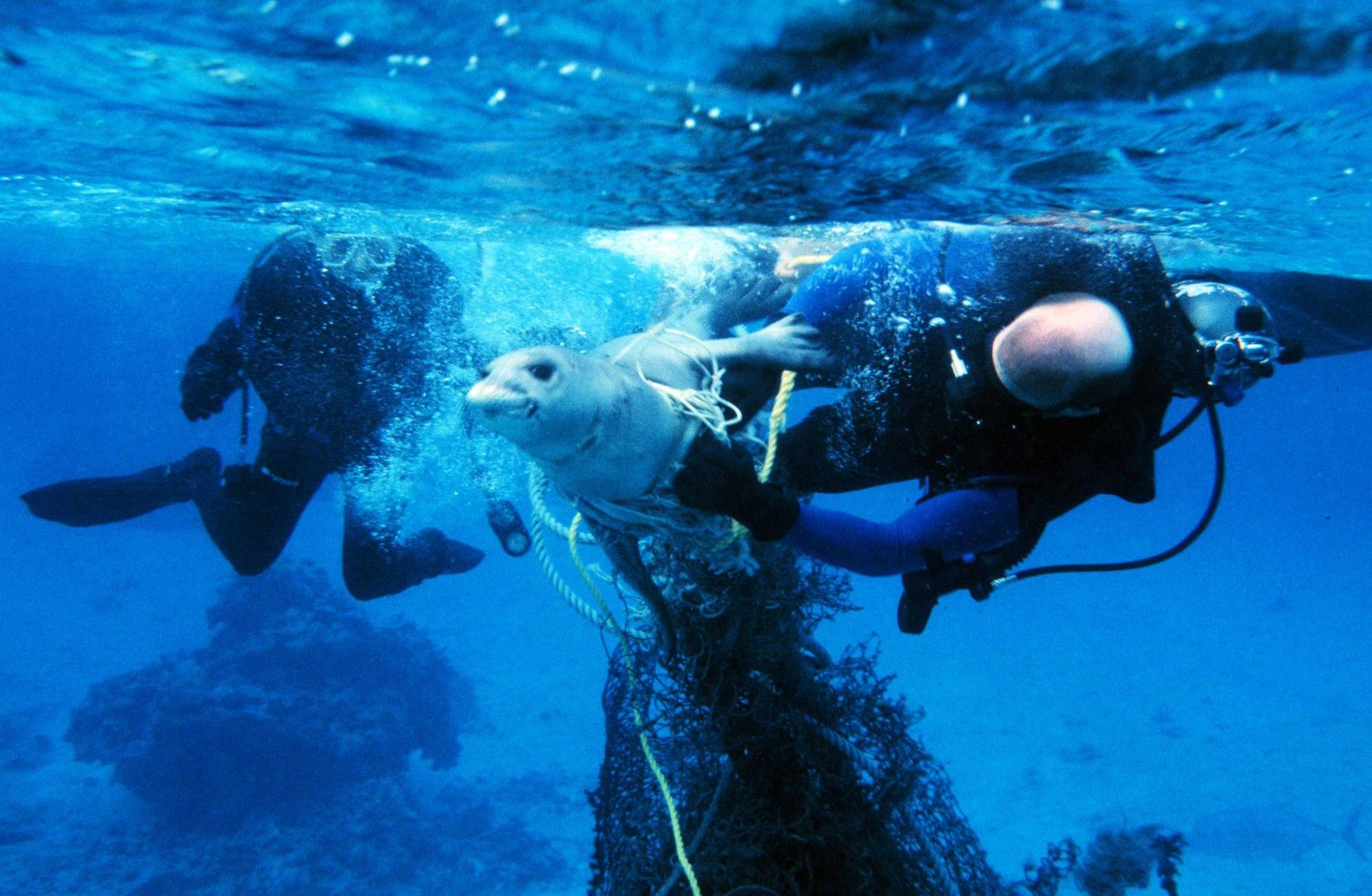 Researchers freed this monk seal—and took the net that had captured it out of the water. Ray Boland/NOAA/NMFS/PIFD/ESOD via Flickr