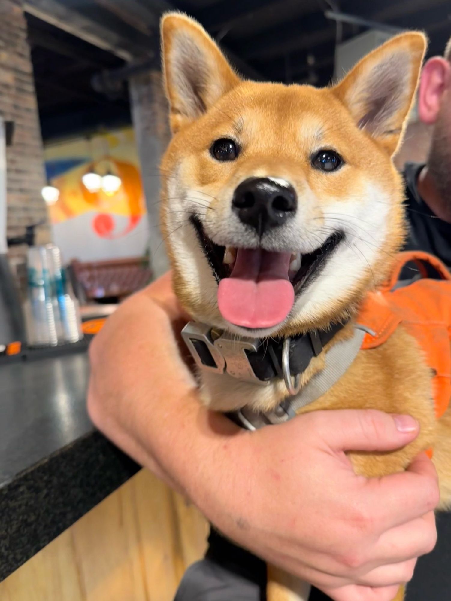 very smiley shiba inu puppy