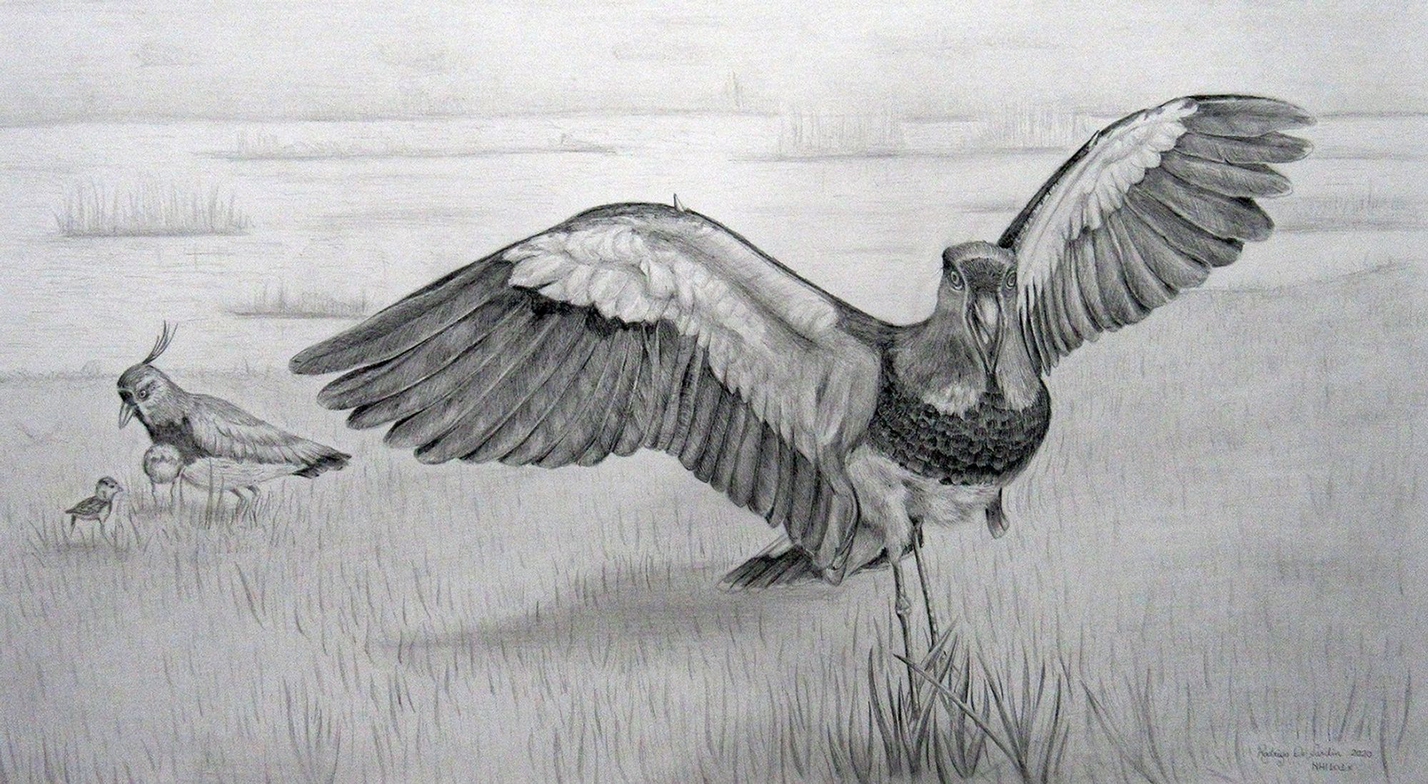 Southern lapwing (Vanellus chilensis). Graphite drawing. The scene shows an adult bird in low grass with open wings near its family, screaming and showing the bony extensions under the wings in an attempt to move intruders away.