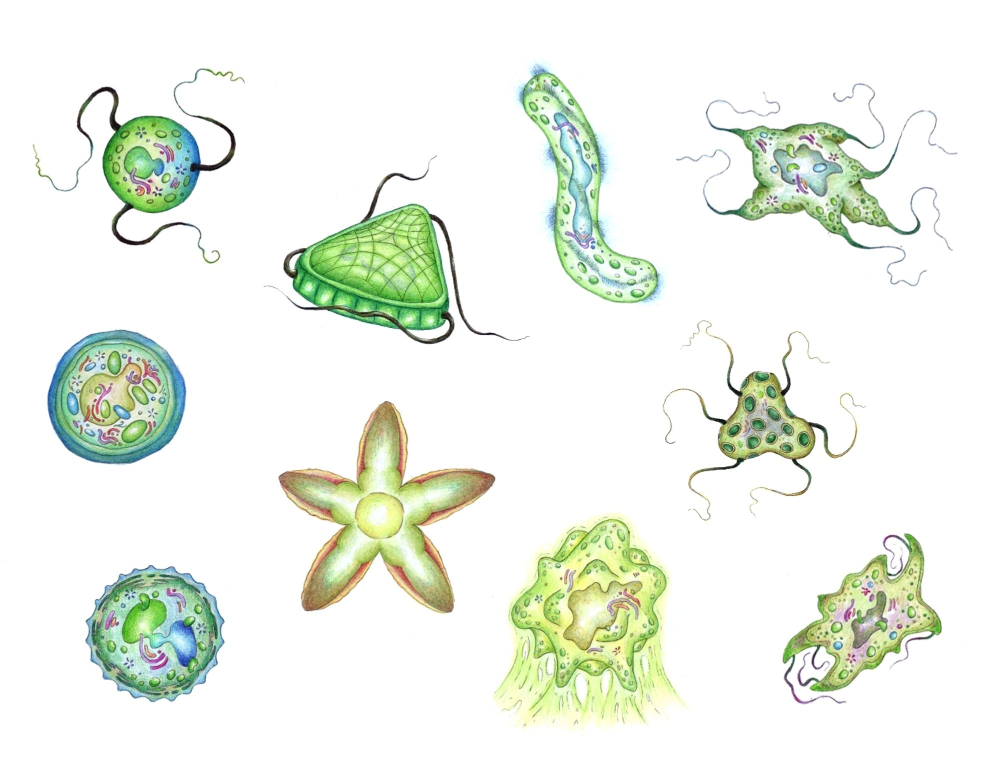 Sagan 4 Viridiluminia. Colored pencils illustration. An assortment of unicellular green algae in different shapes, with reinforced cell walls, cilia, pseudopods or flagella, made for the Sagan 4 team project.