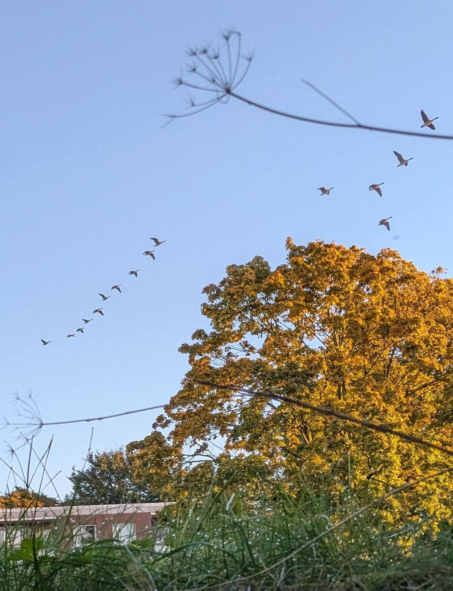 Baum mit Herbstfärbung, darüber fliegen Gänse 