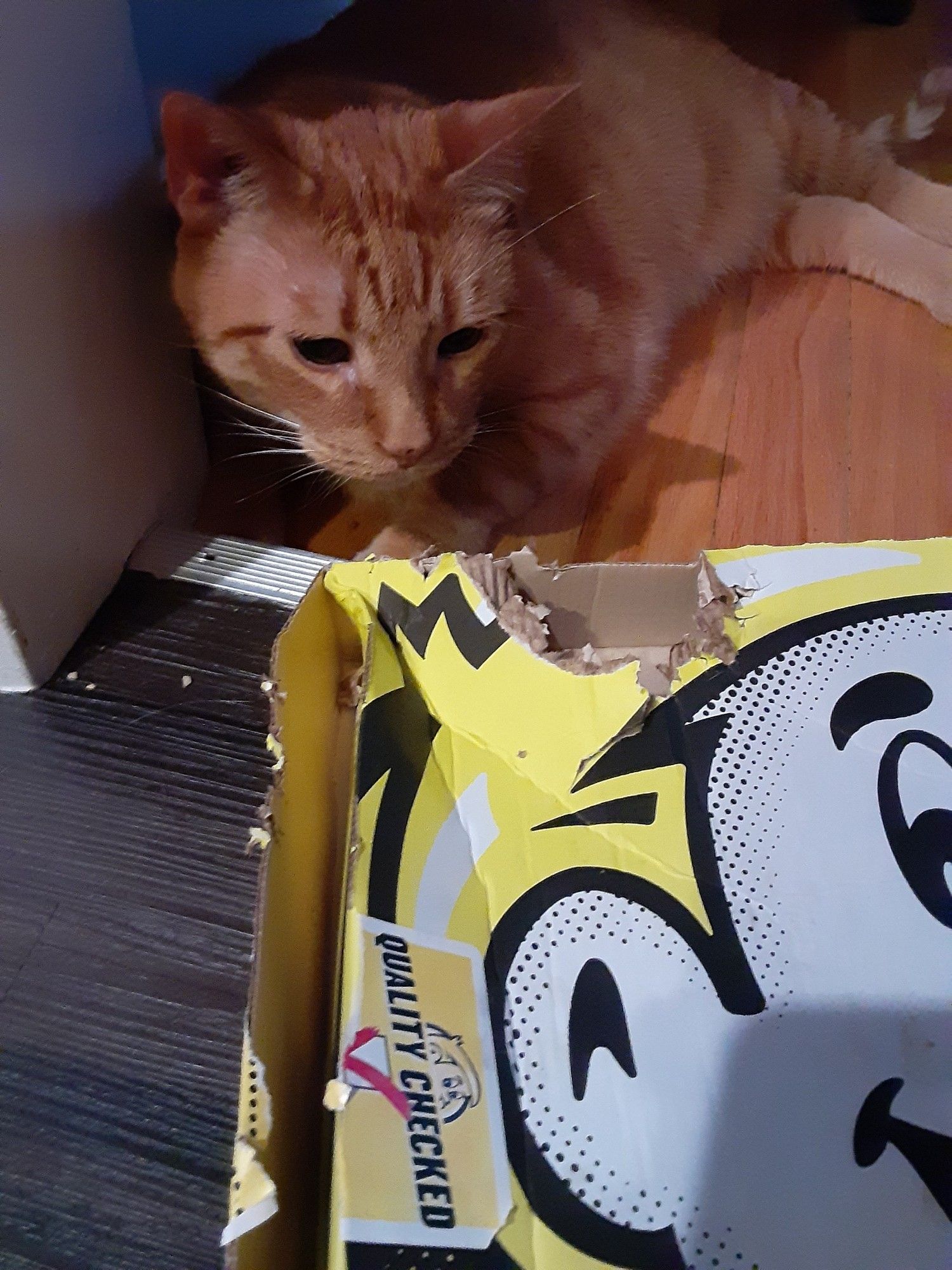 Chonky orange cat, having taken a bite out of my pizza box.