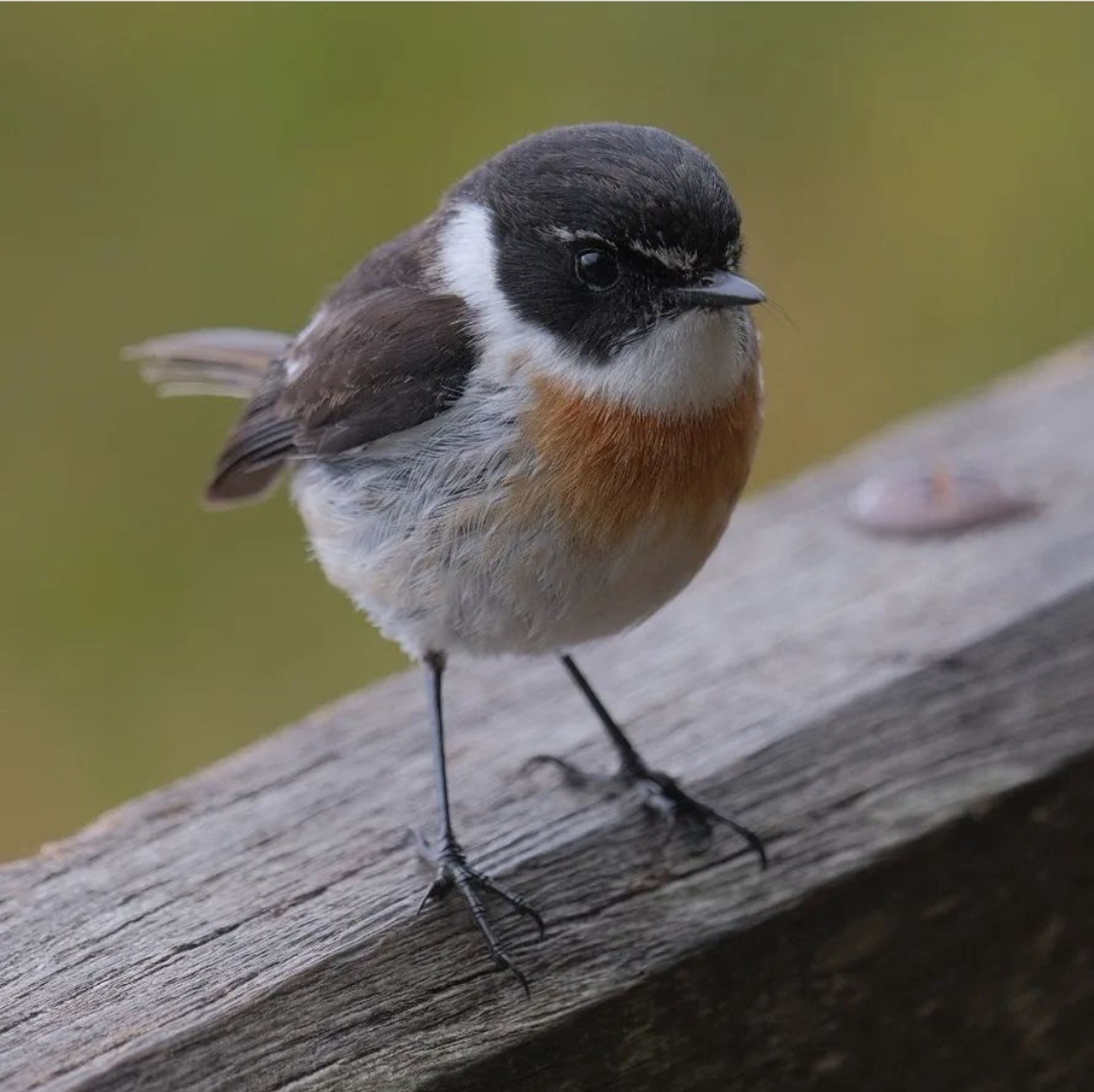 Tec tec male, oiseau endémique de La Réunion.