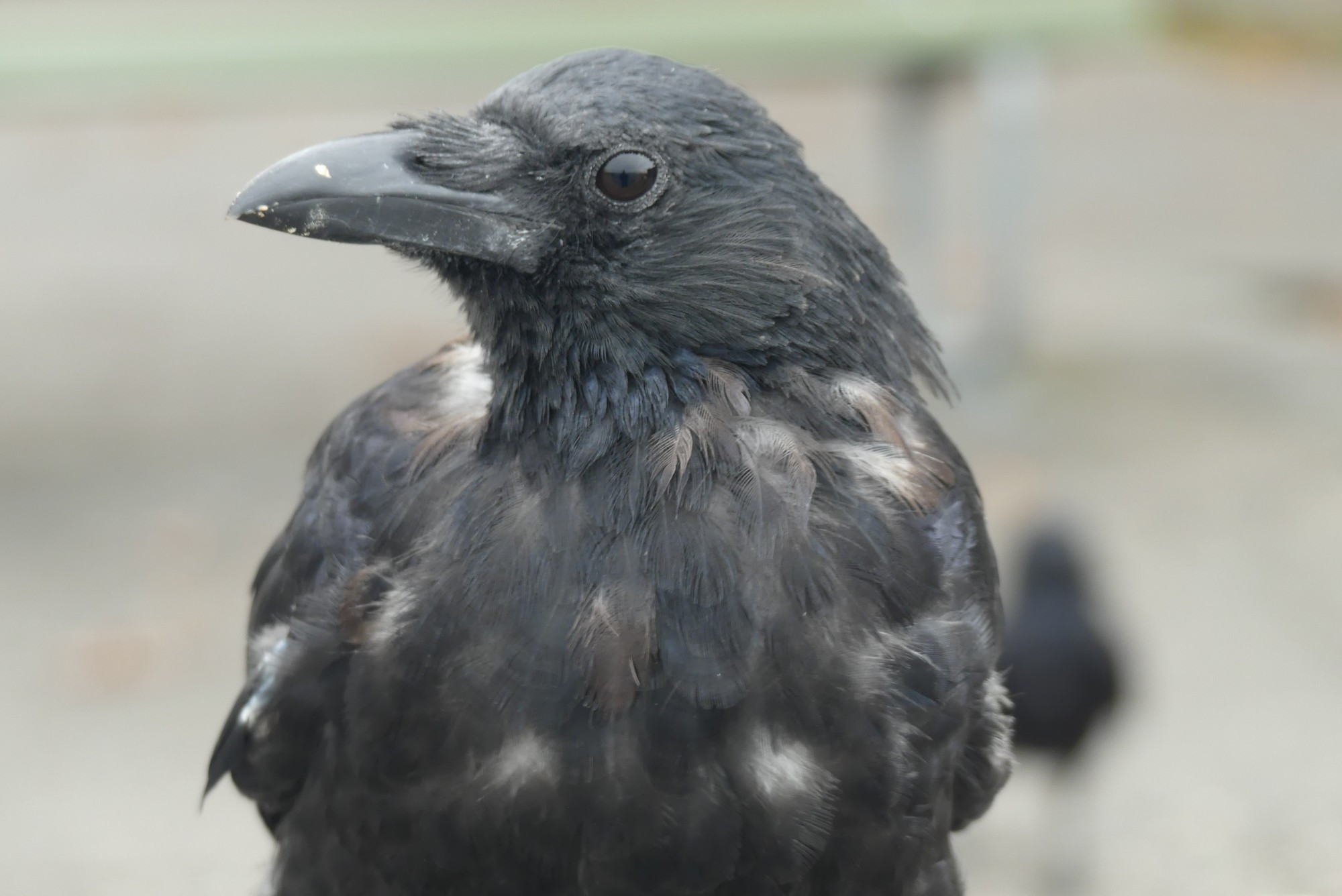 A crow in the middle of its moult. It's feathers anf brown, grey and white (as well as the more typical and usual black)