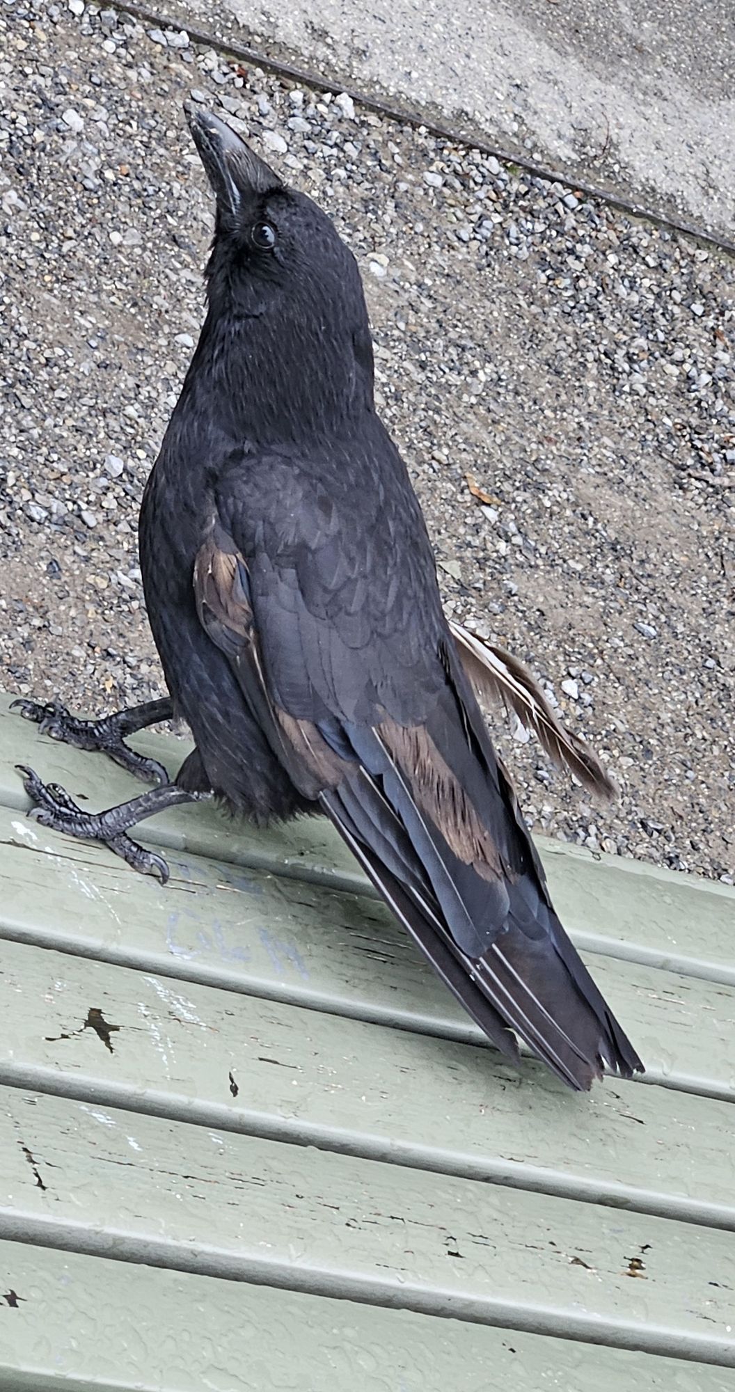 George, one of my favourite Zurich crows