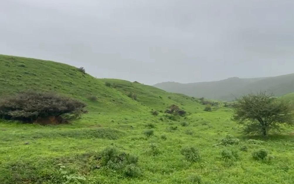 green hills in mist
