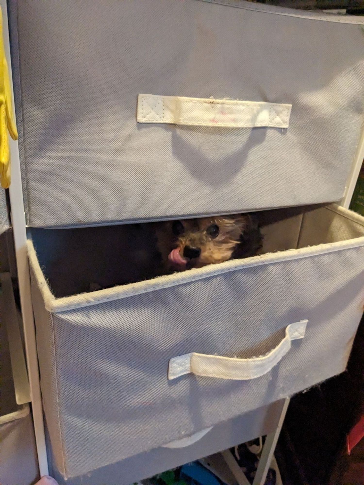 A Yorkshire terrier with a derpy tongue is peeking out of a small fabric storage bin drawer