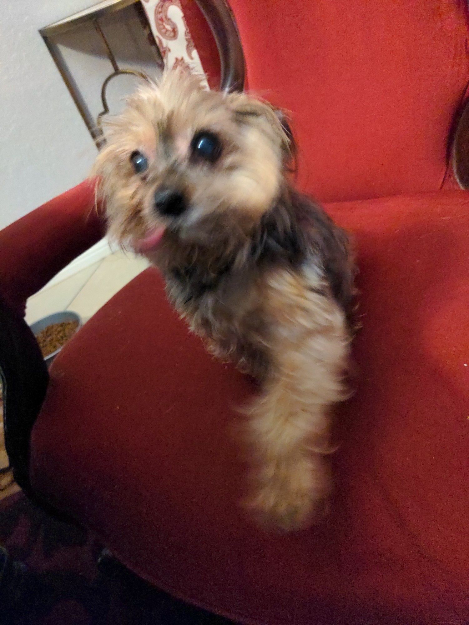 A Yorkshire terrier with short hair has a derpy tongue. He is sitting on an oversized plush red chair with his left front paw raised toward the camera.