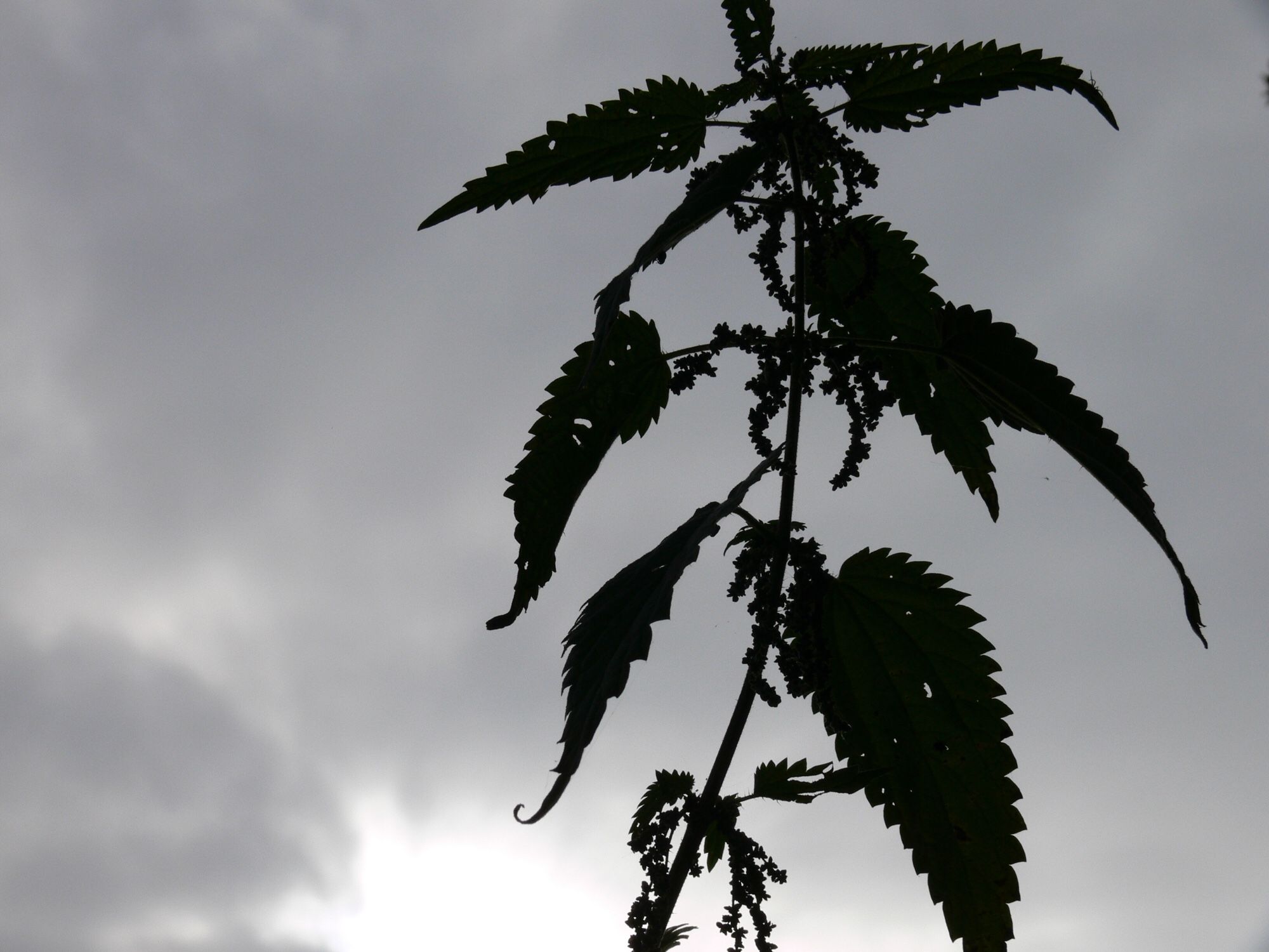 Brandnetel tegen lucht zwart wit