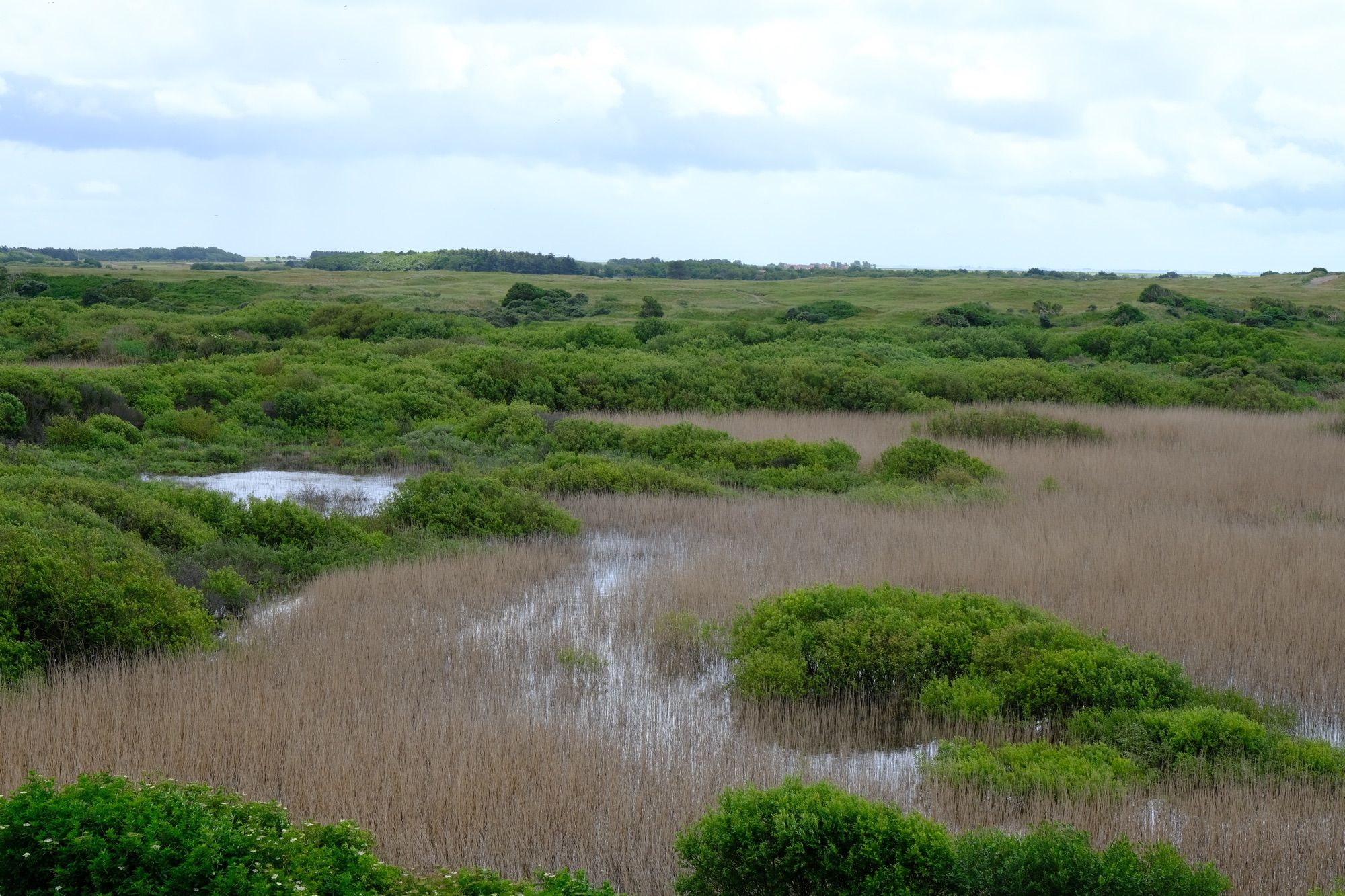 Waddeneilandlanschap. Een samenspel van water, riet en duinroosbossages