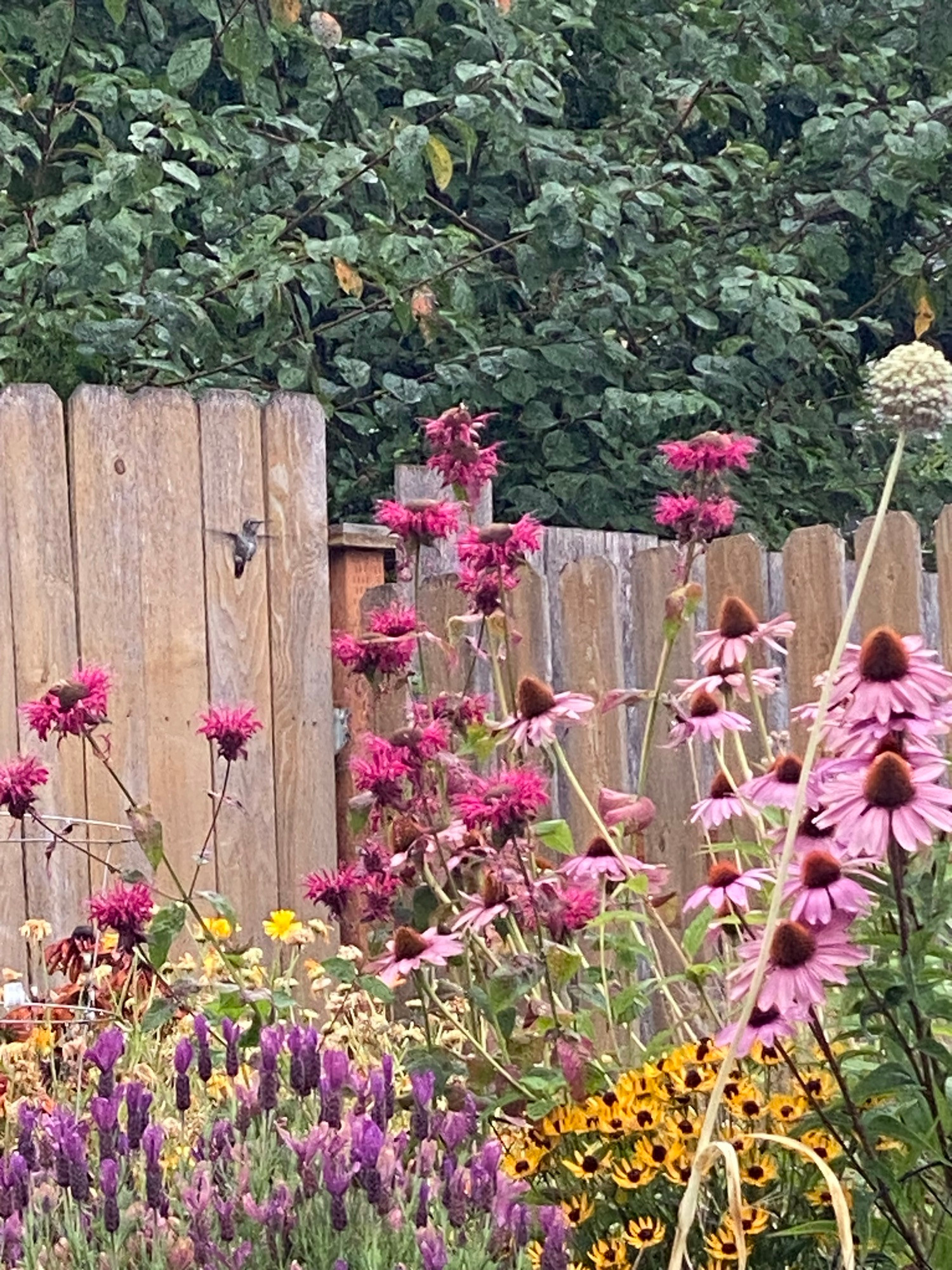 A hummingbird hovering above magenta bee balm, choosing which flower to land on. Calendula, Spanish lavender, echinacea, and some kind of black eyed Susan are visible.