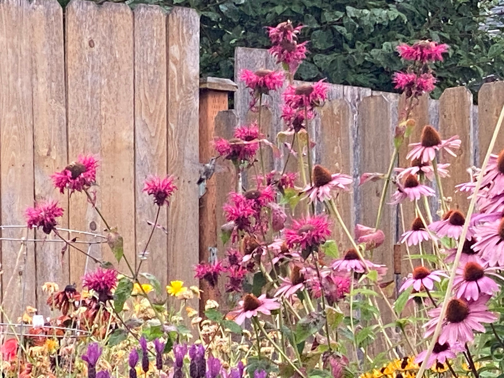 A hummingbird drinking from the magenta bee balm while it’s raining. 