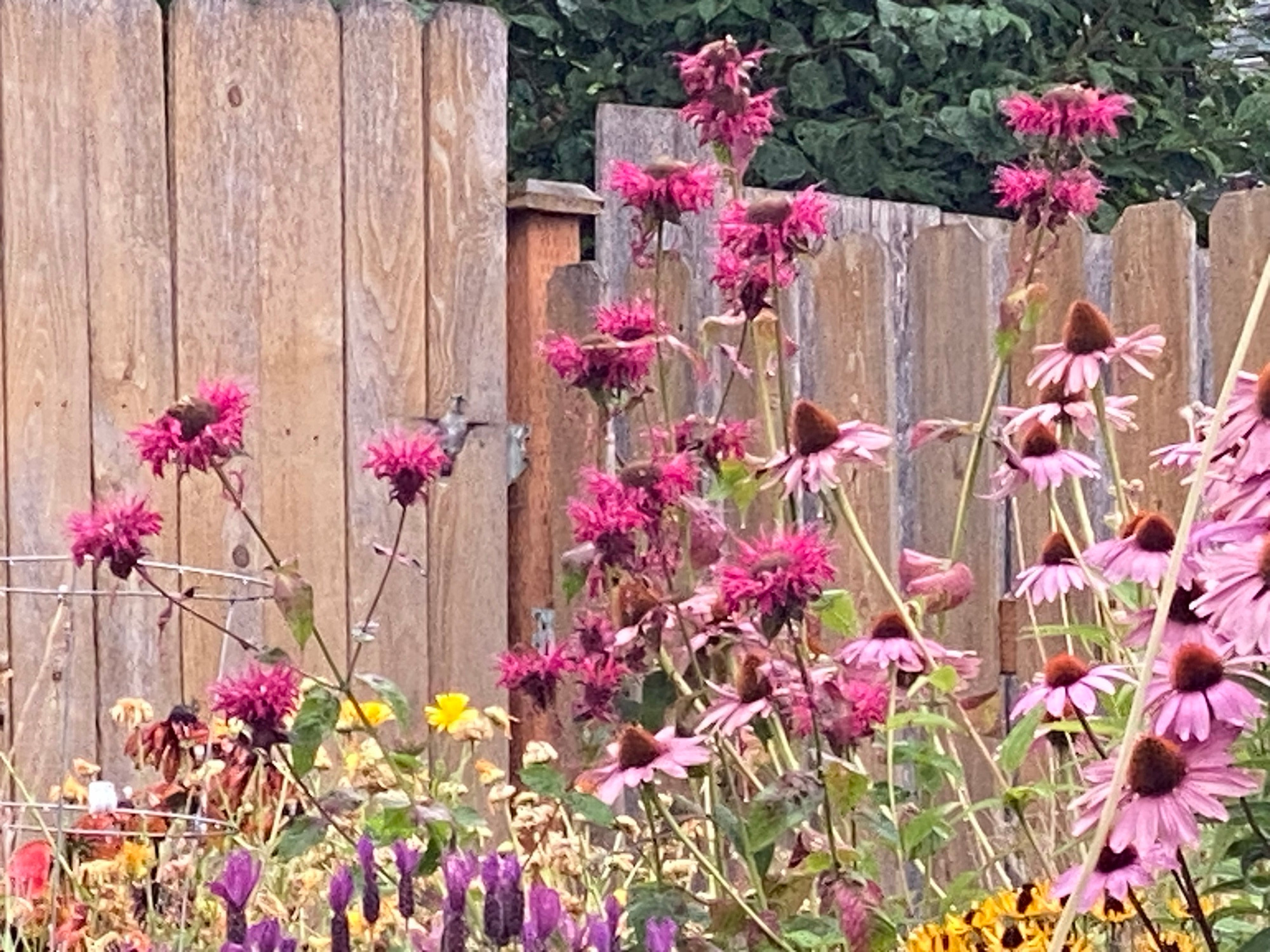 Hummingbird hovering facing the camera, above the magenta bee balm. “Hey, what are you doing?!?” expression on its face. 🤣
