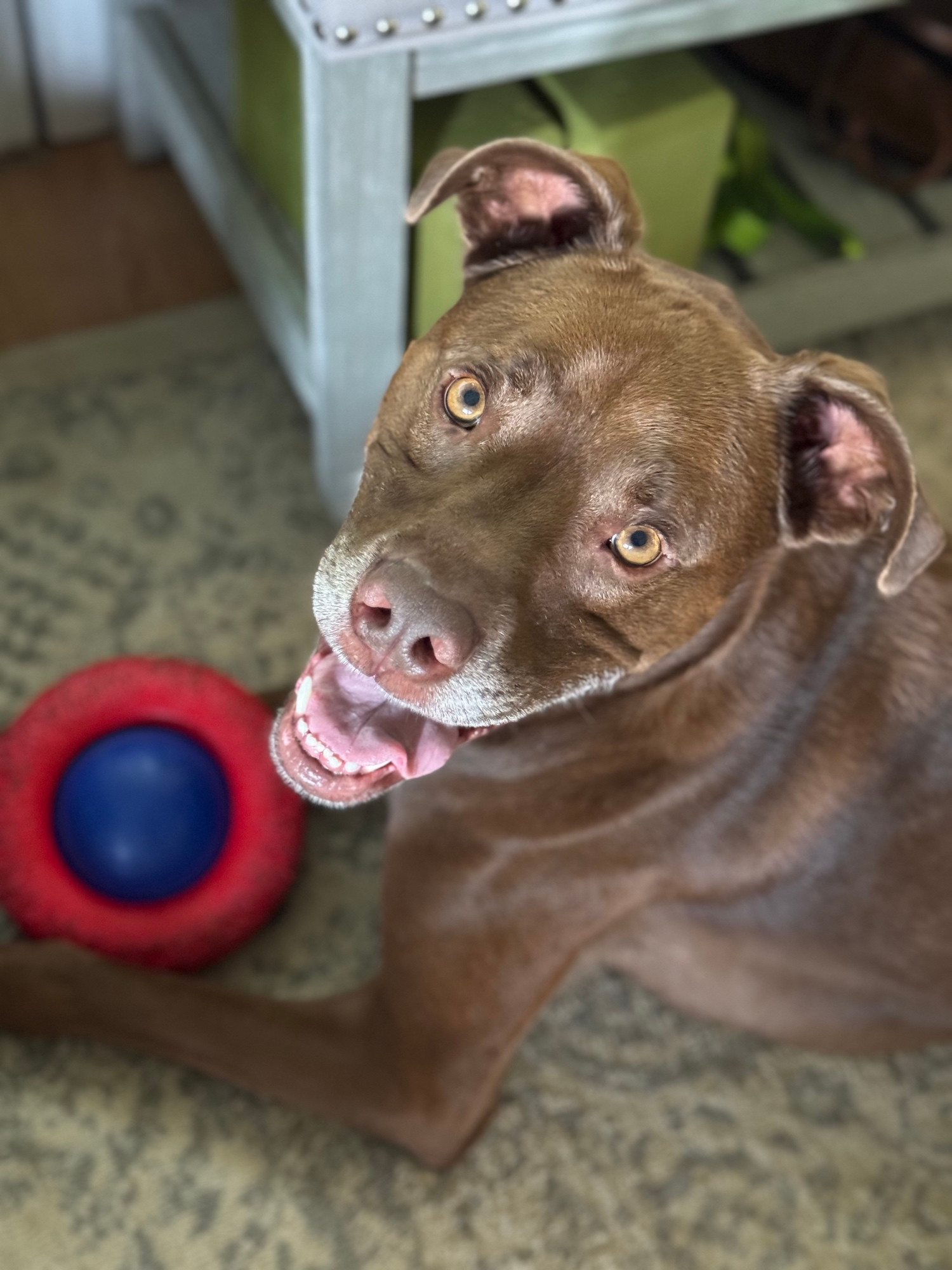 Brown dog staring into camera with mischievous grin and red toy between paws. 
