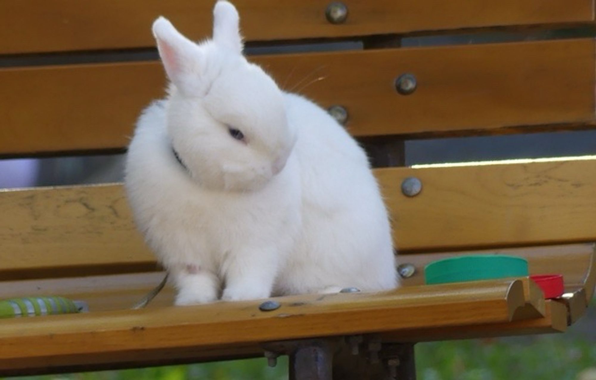 a very poofy white bunny sitting on a wood park bench. they are leashed