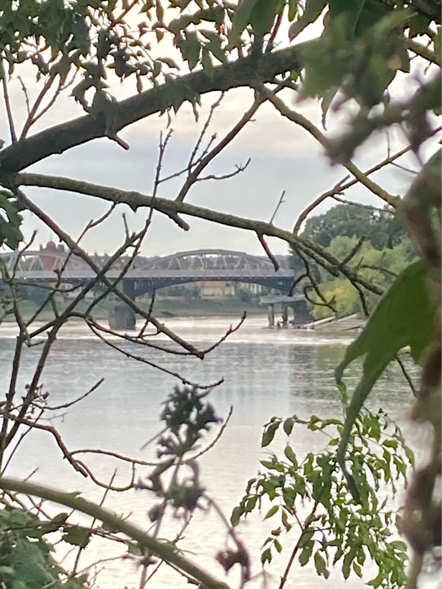 The river and part of the span of Barnes Bridgr seen through a mess of twigs and foliage of different kinds