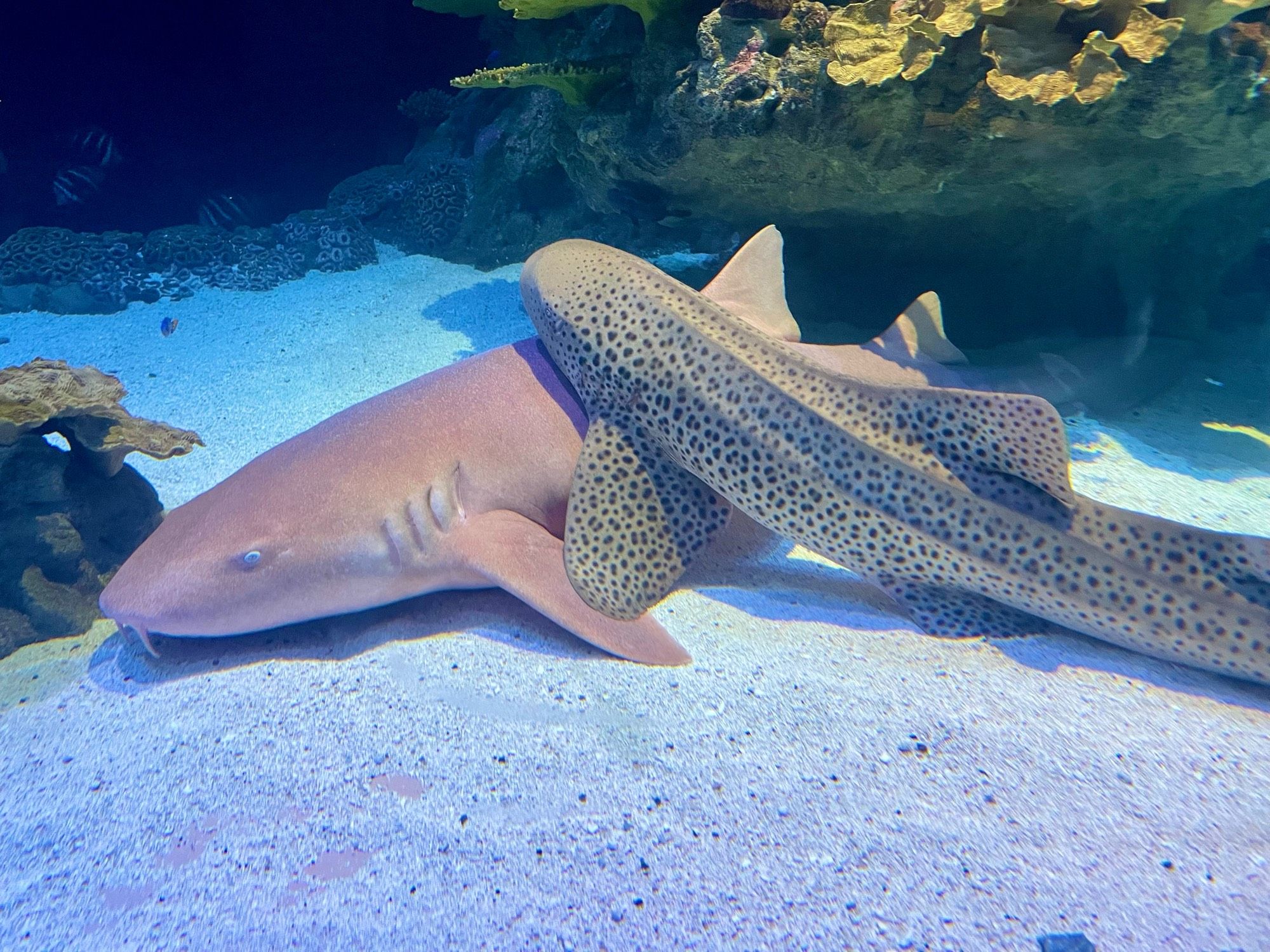 A nurse shark and a zebra shark having a cuddle at the bottom of a large tank.