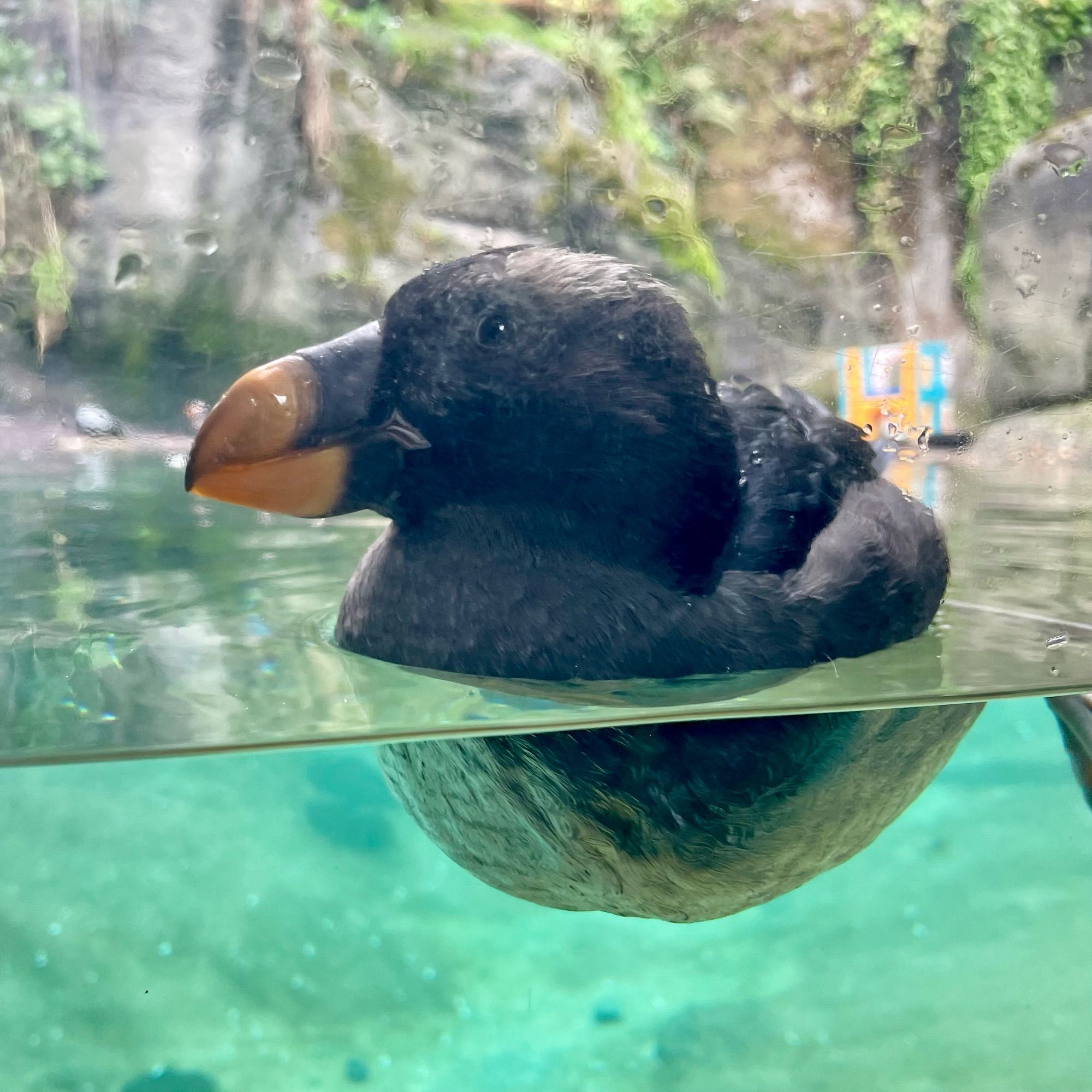 A young tufted puffin floating right next to the glass being incredibly cute and easily the best animal there no i am not biased this is objective fact.