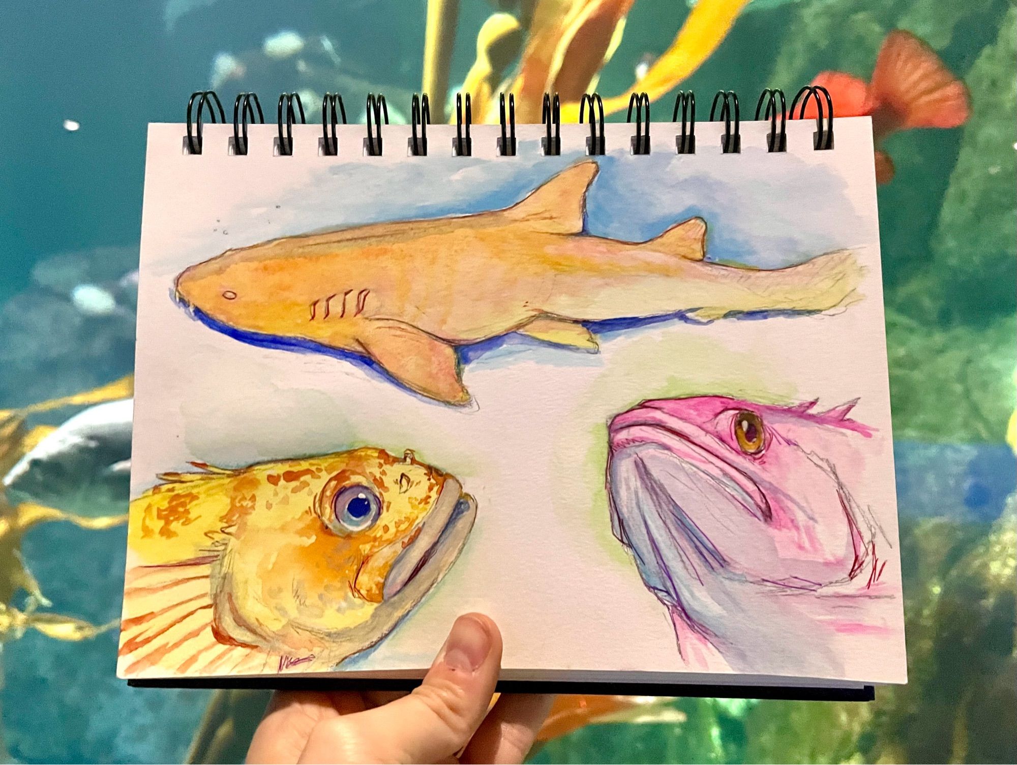 Gouache sketches of fish in front of a large aquarium.