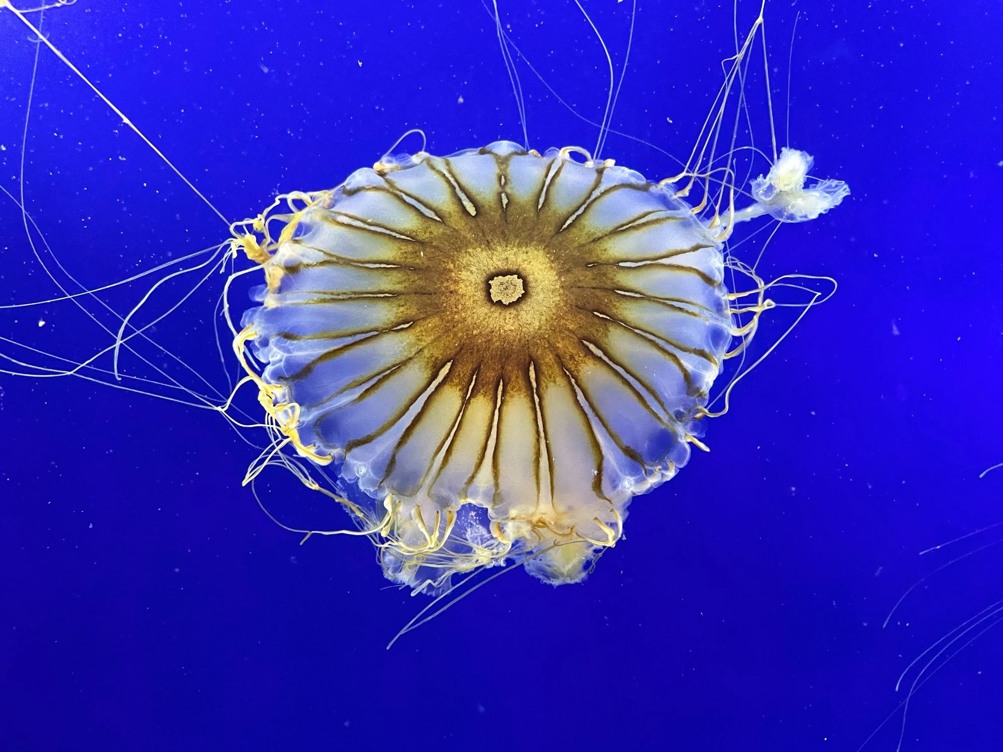 A jellyfish floating in a very blue tank.