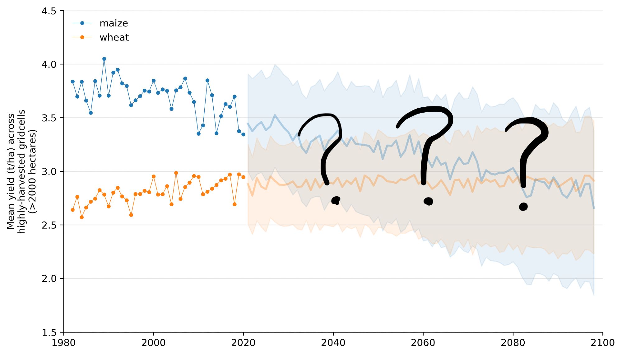 Line graph of mean maize and wheat yield in highly harvested areas from 1980 to 2100. After 2020, lines are projections based on training ML models on data from previous years, and wide error bars show high variance between these projections.