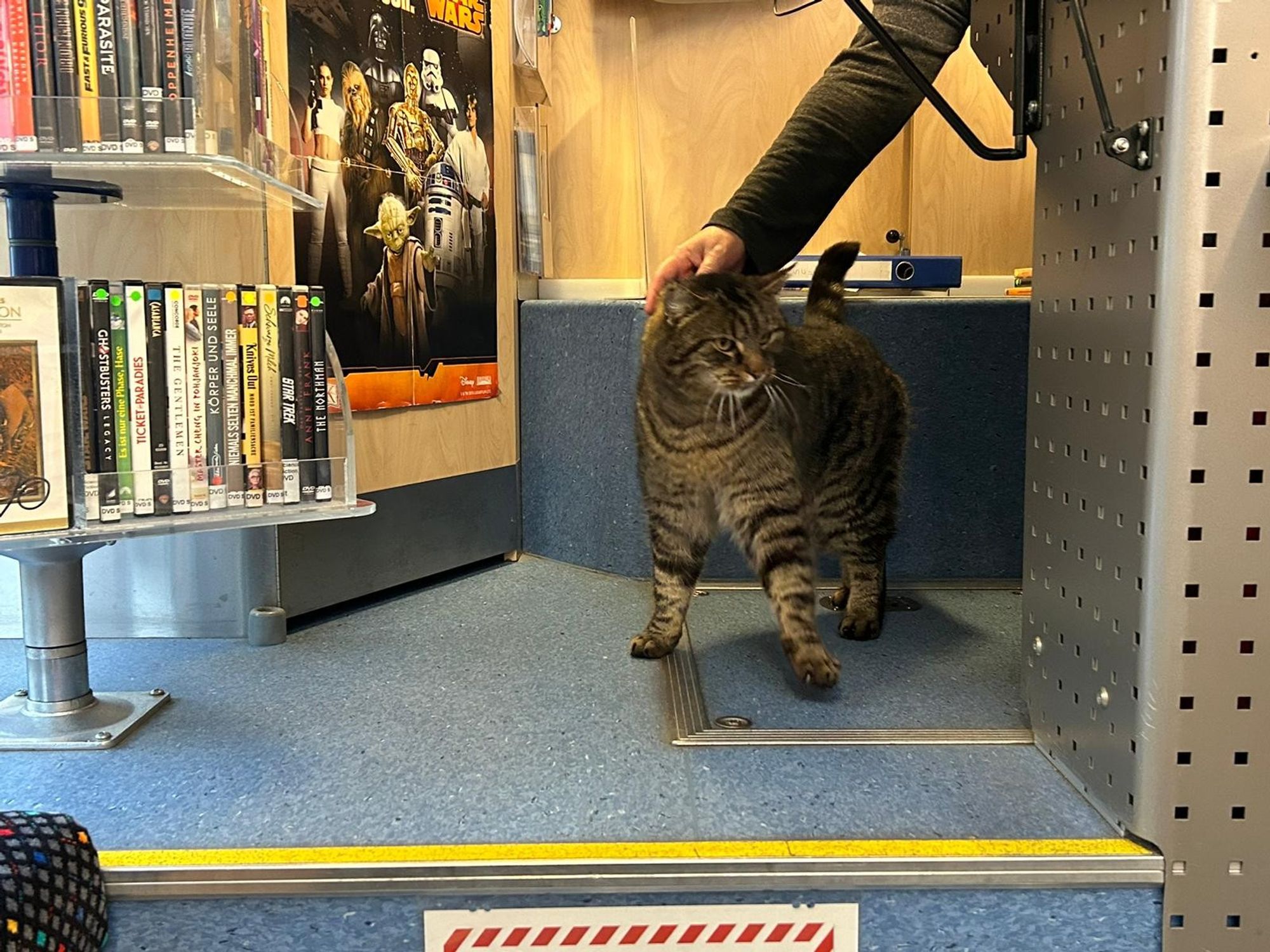 Kater "Tiger" am Ausleihplatz in der Busbibliothek Bremen