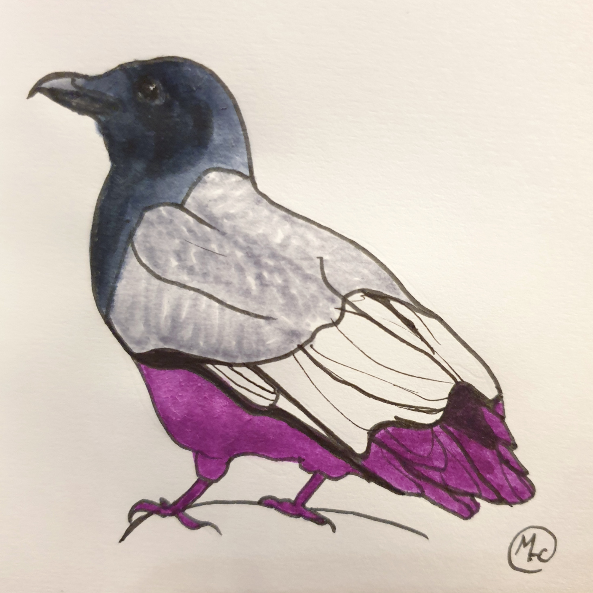 Illustration of a crow drawn with black fineliner, with a black head, grey chest, white wings, and purple bottom.