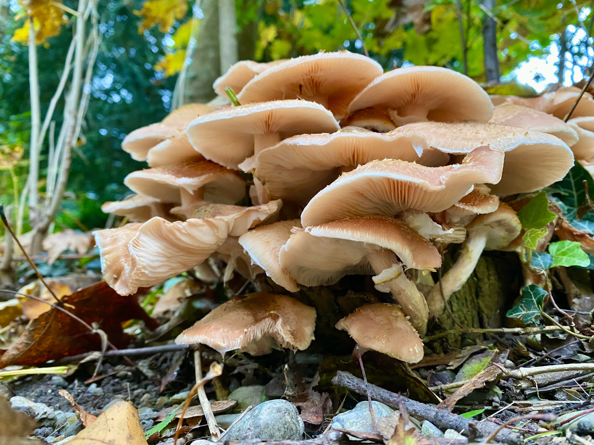 Ein Pilz am Wegesrand. Lamellen, ockerfarben, mehrere Fruchtkörper in einem Haufen.