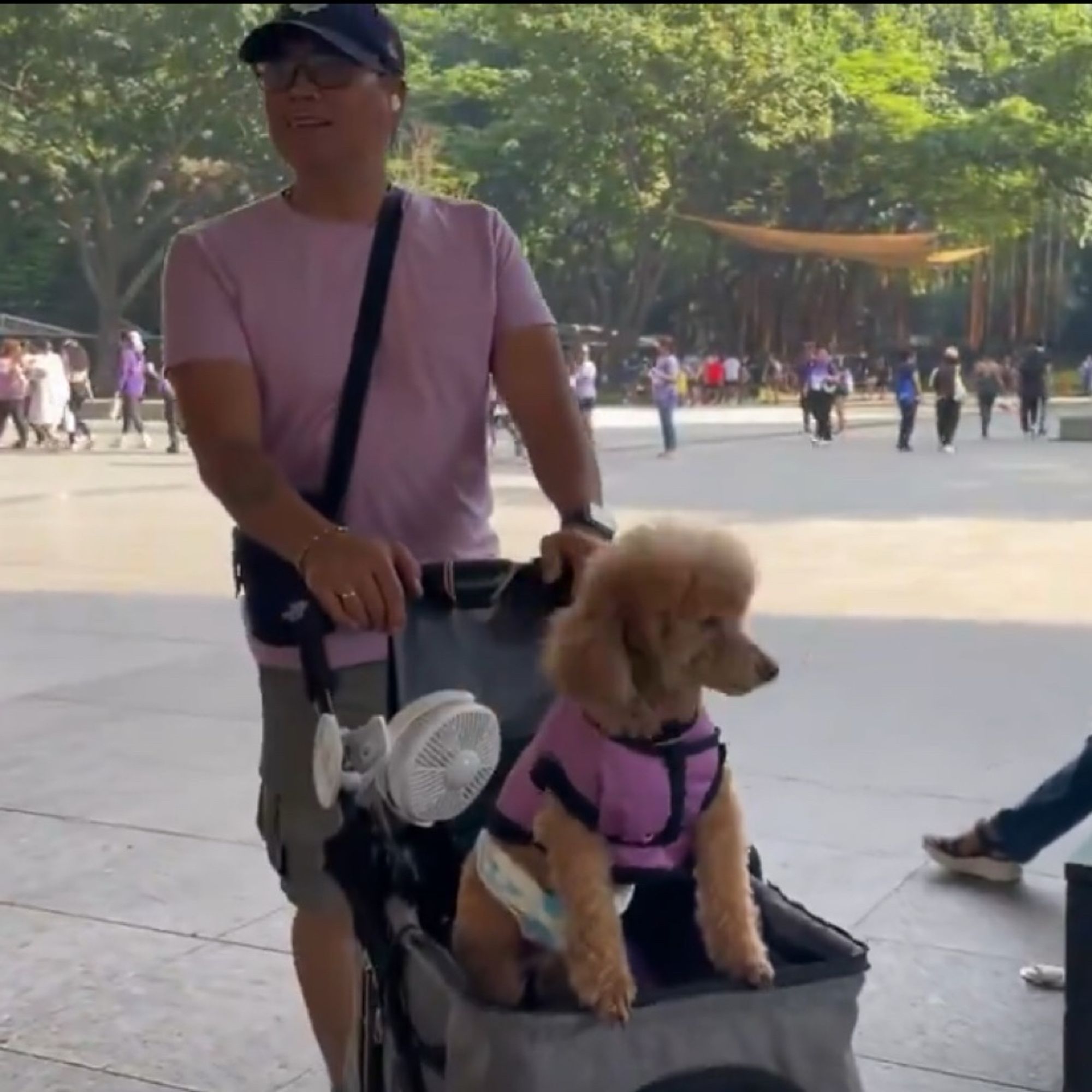 An ARMY wearing purple pushing a stroller. A brown poodle also wearing purple sits in the stroller.