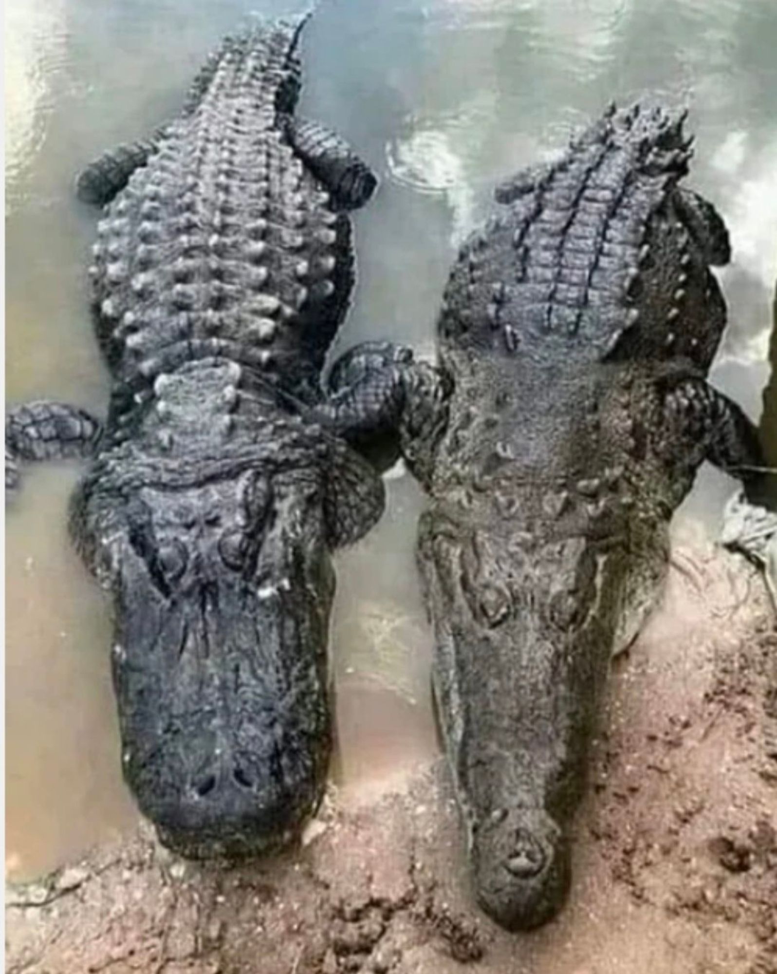 A crocodile and an alligator. Just living their best lives