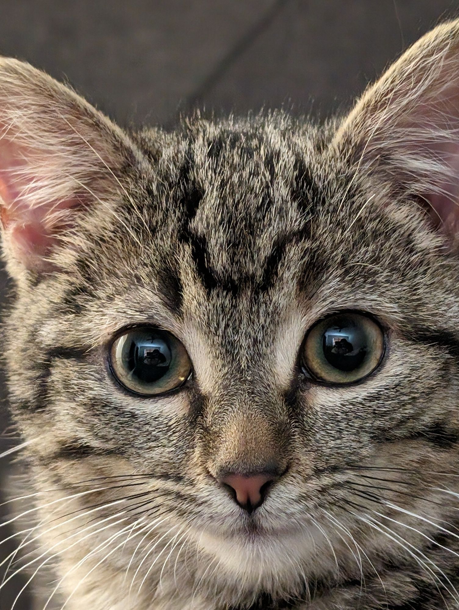 A very cute portrait of a kitten. The kitten is a brown tabby with black stripes. Her eyes are wide open.