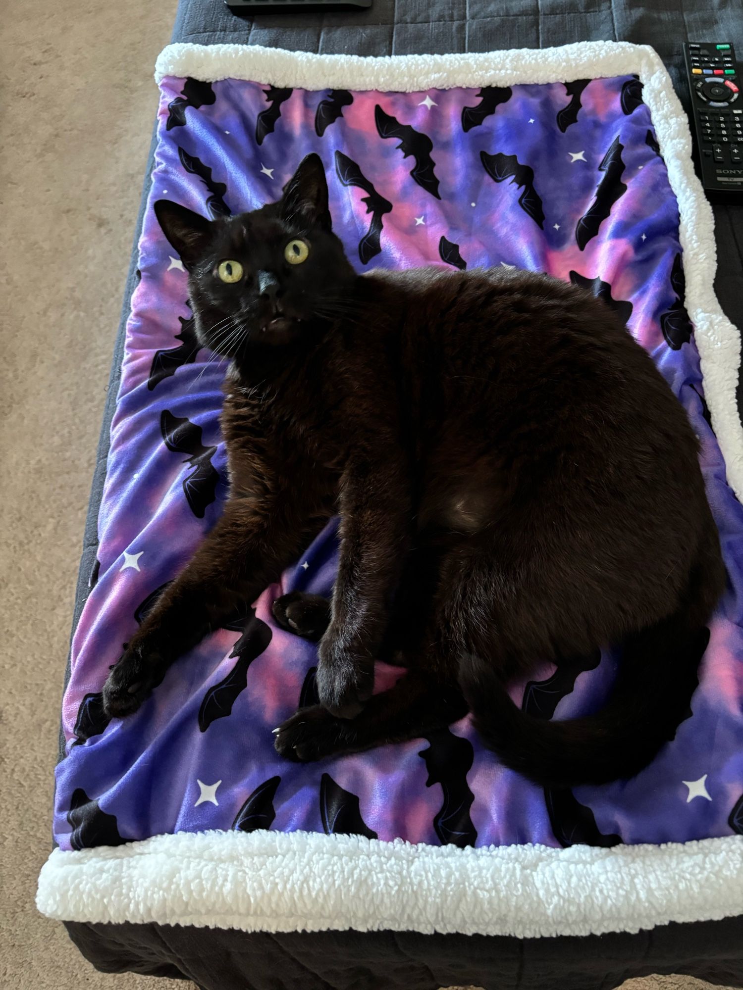 Kuro, a black cat, on his new Halloween themed blanket with a cute bat design.