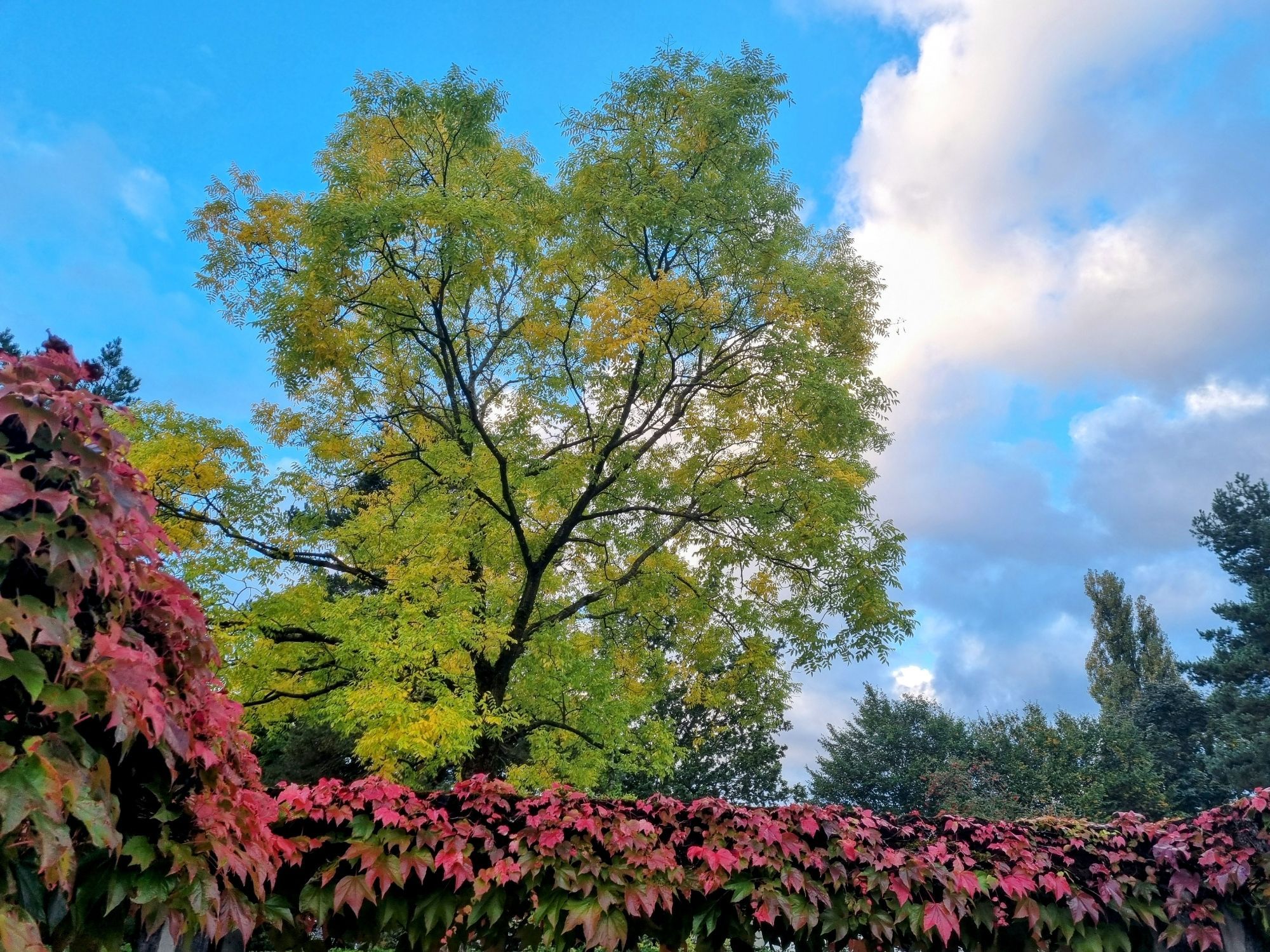 Ahornlaub rot, gelb und grün und blauer Himmel