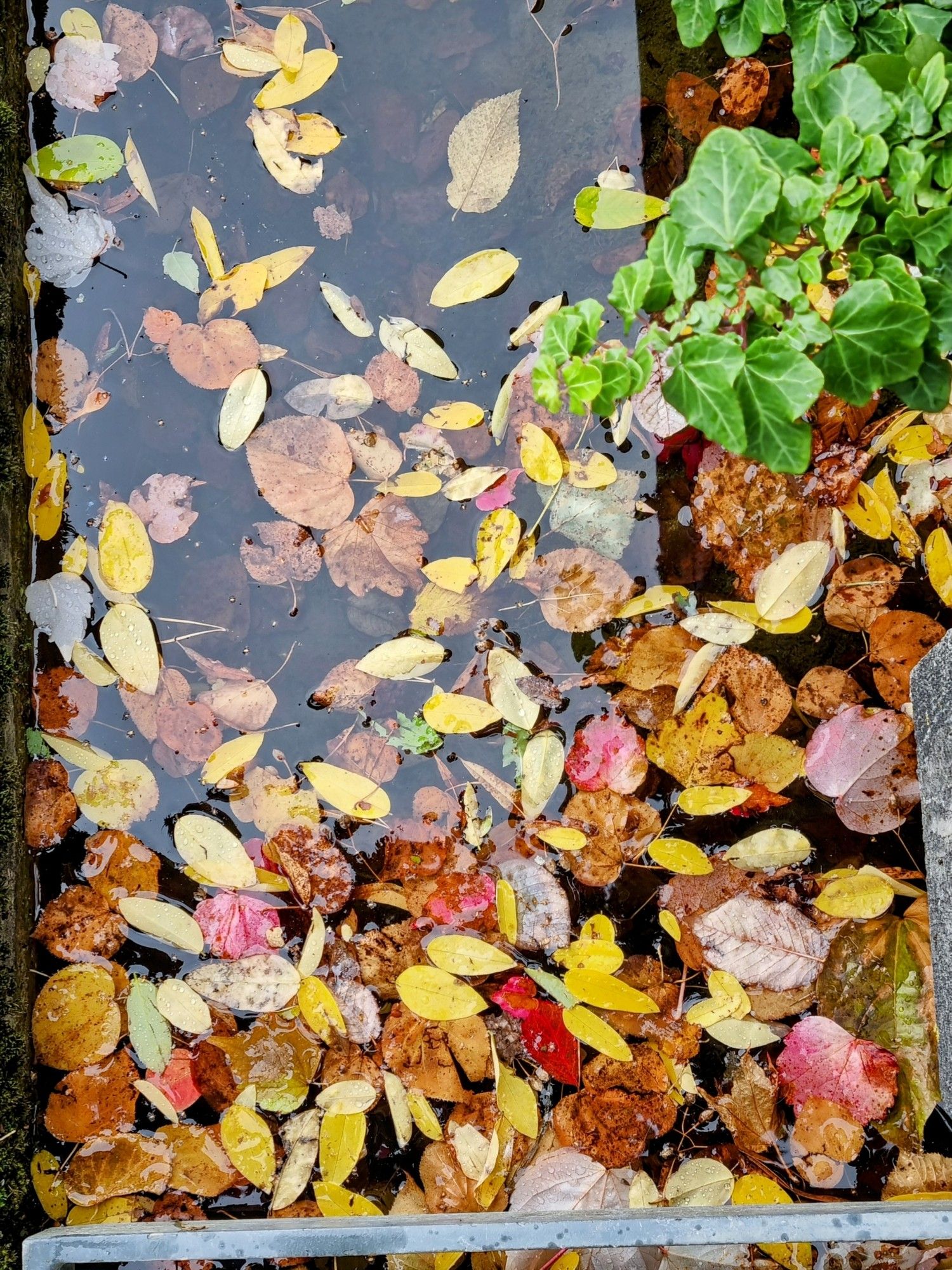 Blätter in allen Farben Im Wasser