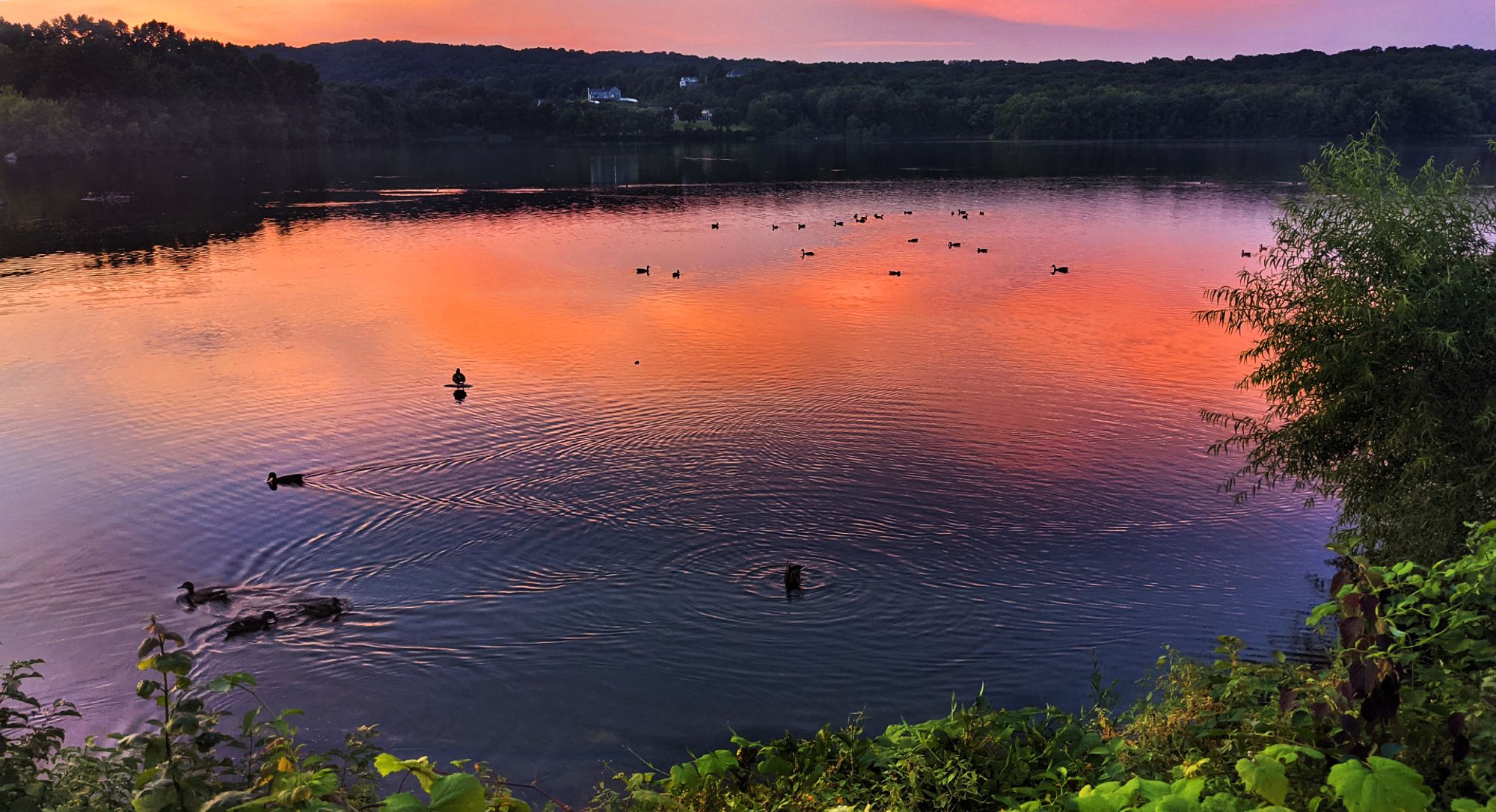 We are looking over leafy green shrubs along the shore of a large lake. There are around 30 ducks in the lake, swimming, diving for food, one standing on the tiny tip of a mostly submerged rock. The far shore is mostly wooded except for a small cluster of houses. The post sunset sky has turned vivid soft pink and violet. This is mirrored on the lake surface below, rippled gently by soft breezes and the wakes of swimming waterfowl.