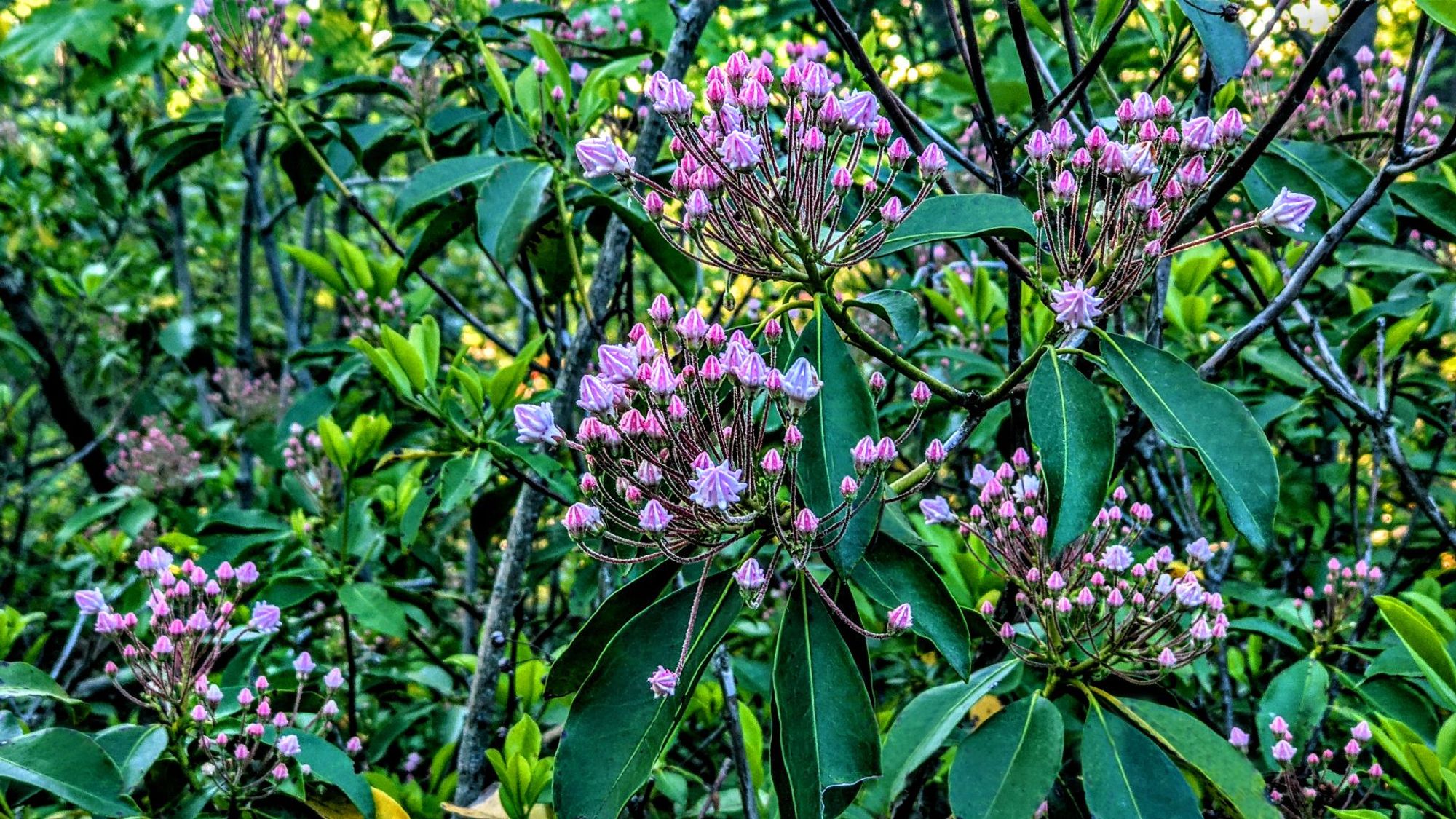 Against a backdrop of waxy green leaves in a thicket of mountain laurel deep in the woods, bright pink buds are on the verge of opening.