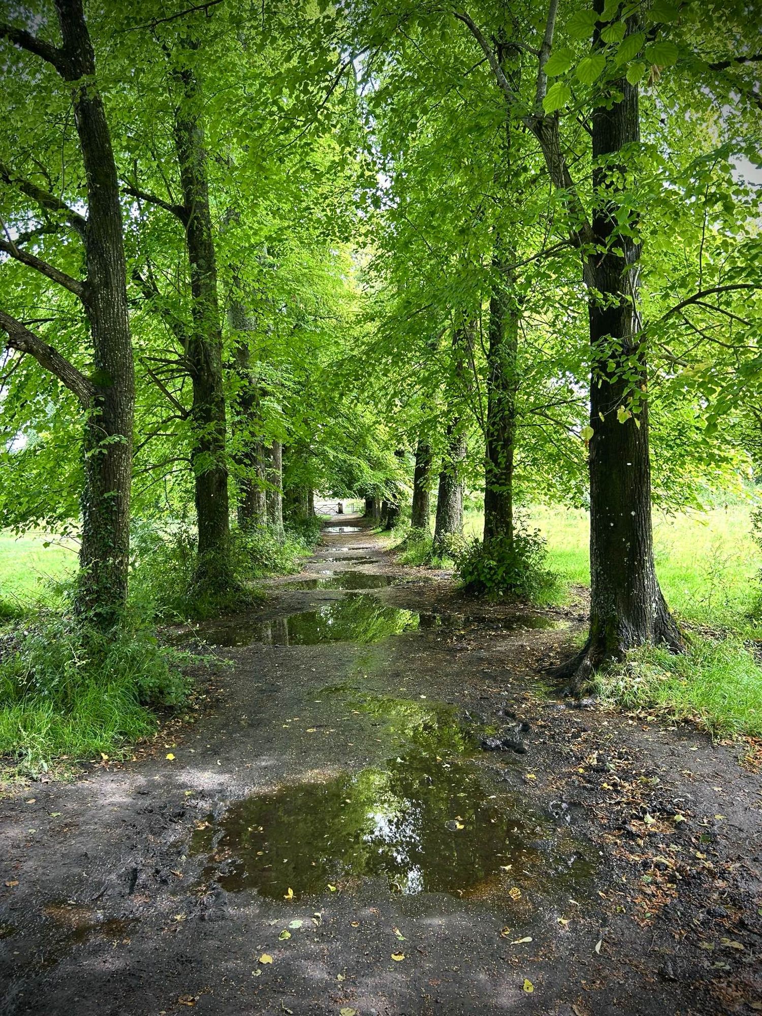 Avenue of trees with puddles of rain in between. The sun trying to come out between the trees.